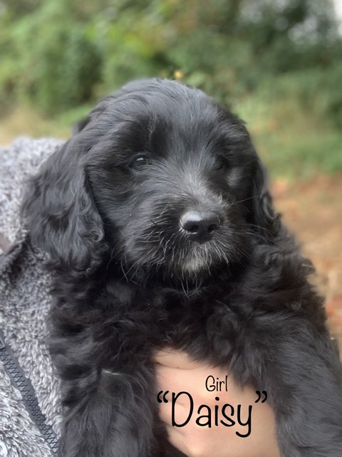Labrador and Goldendoodle puppies