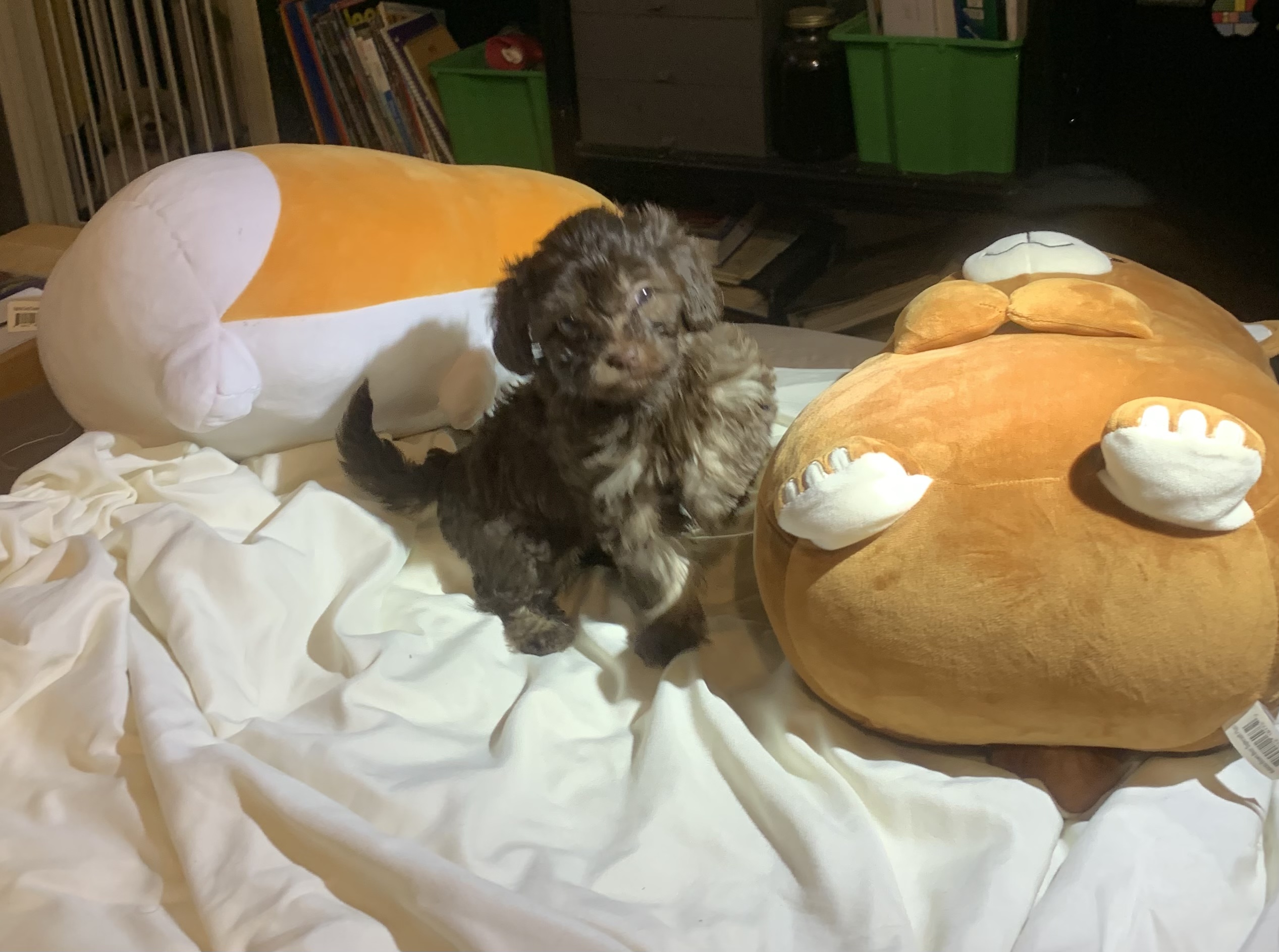 Cute Puppy
