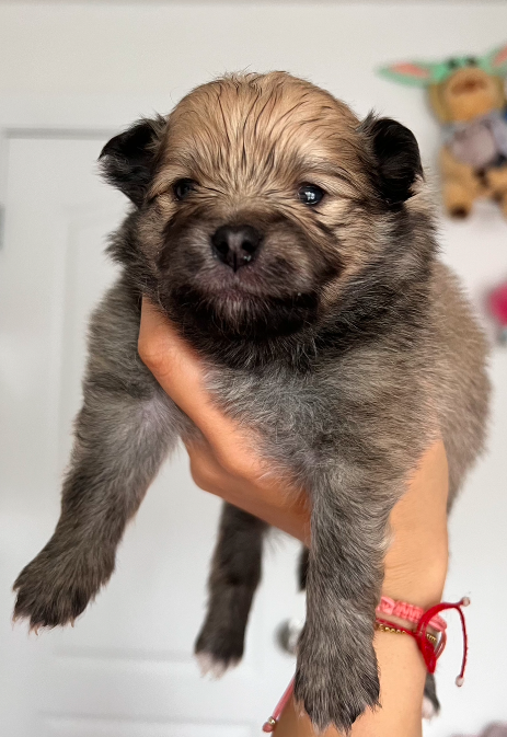 Pomeranians (litter of 4) rehoming