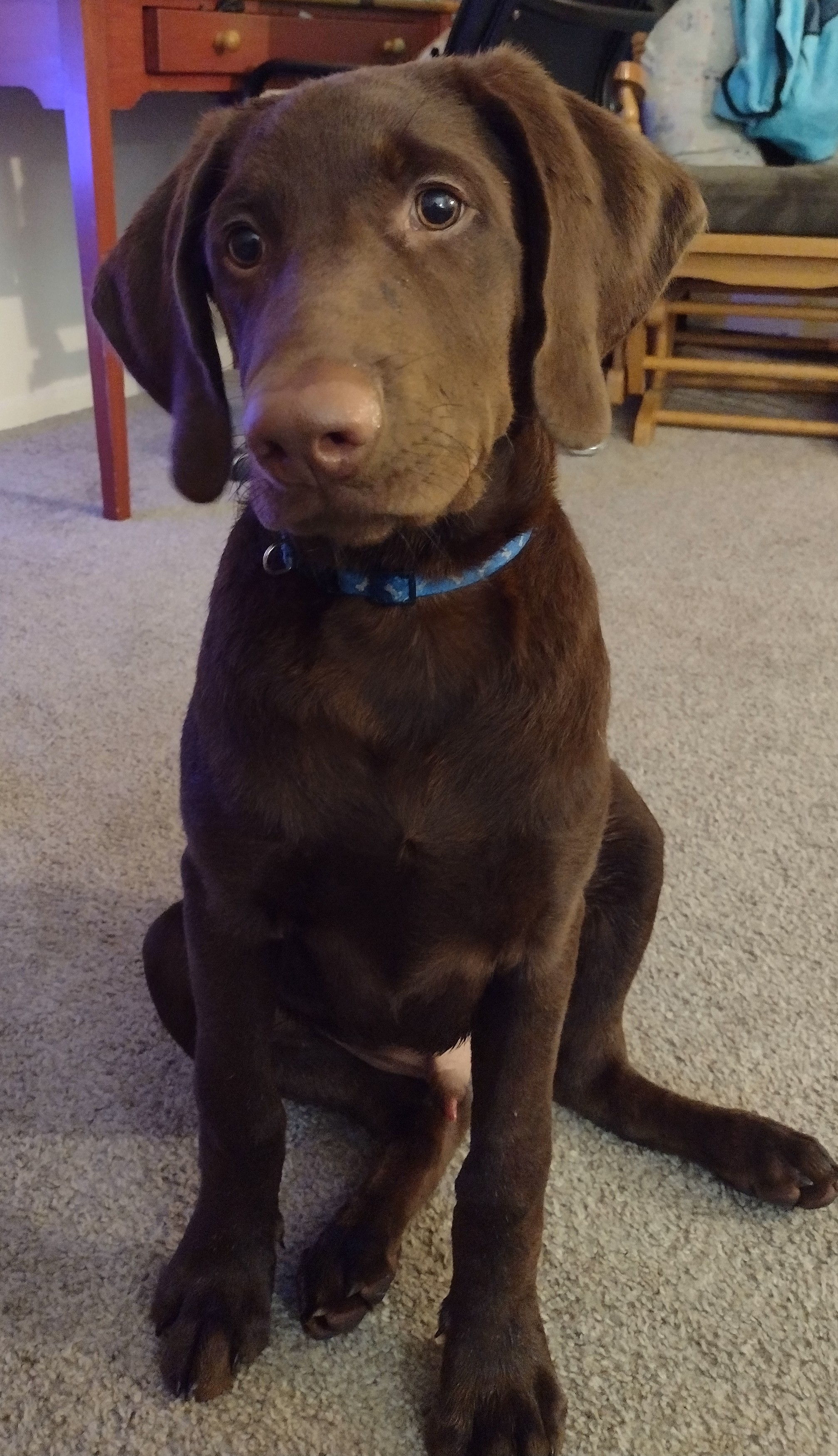 Chocolate Labrador/ Poodle