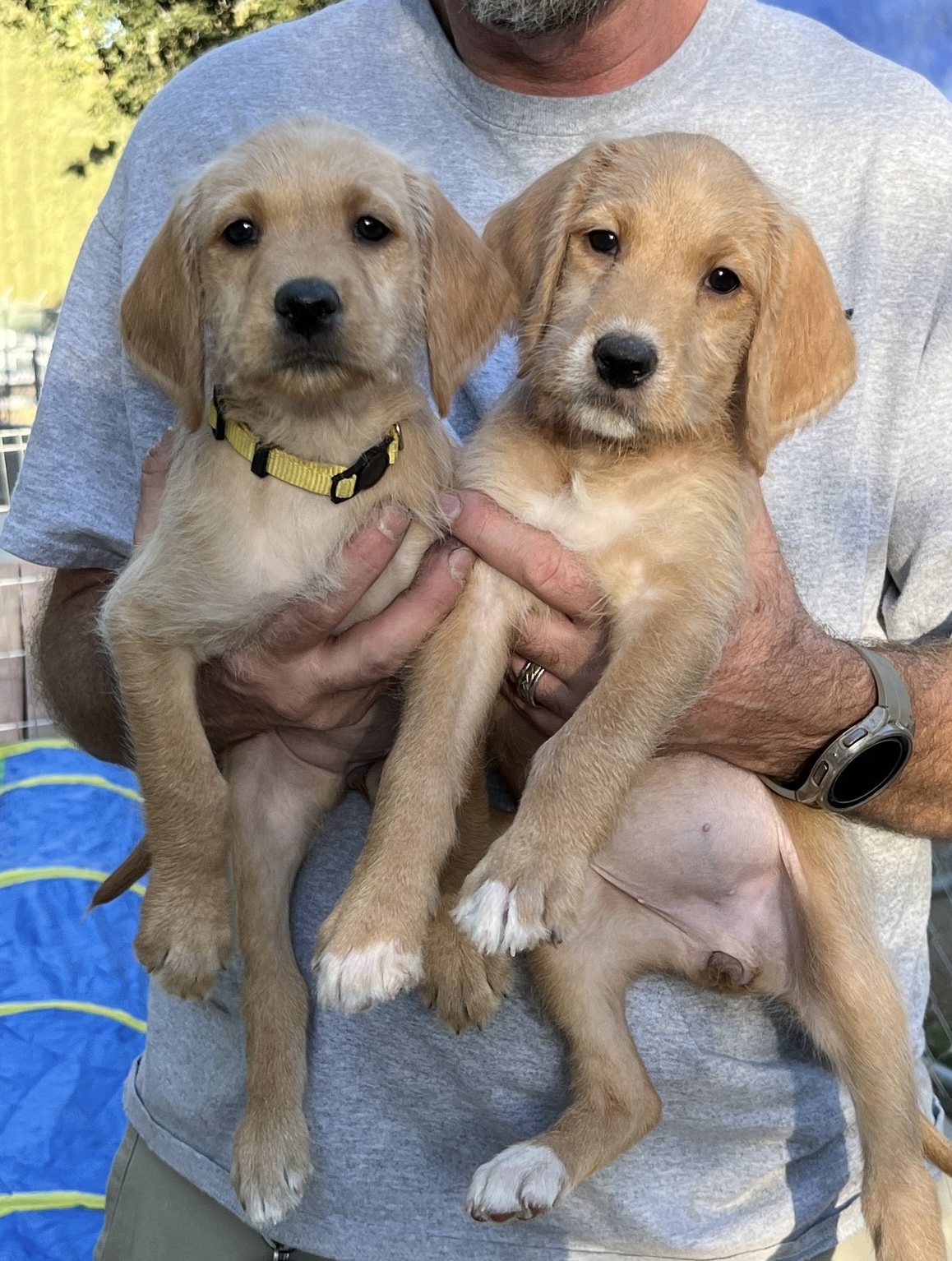 Labradoodle Vizsla Puppies for Sale