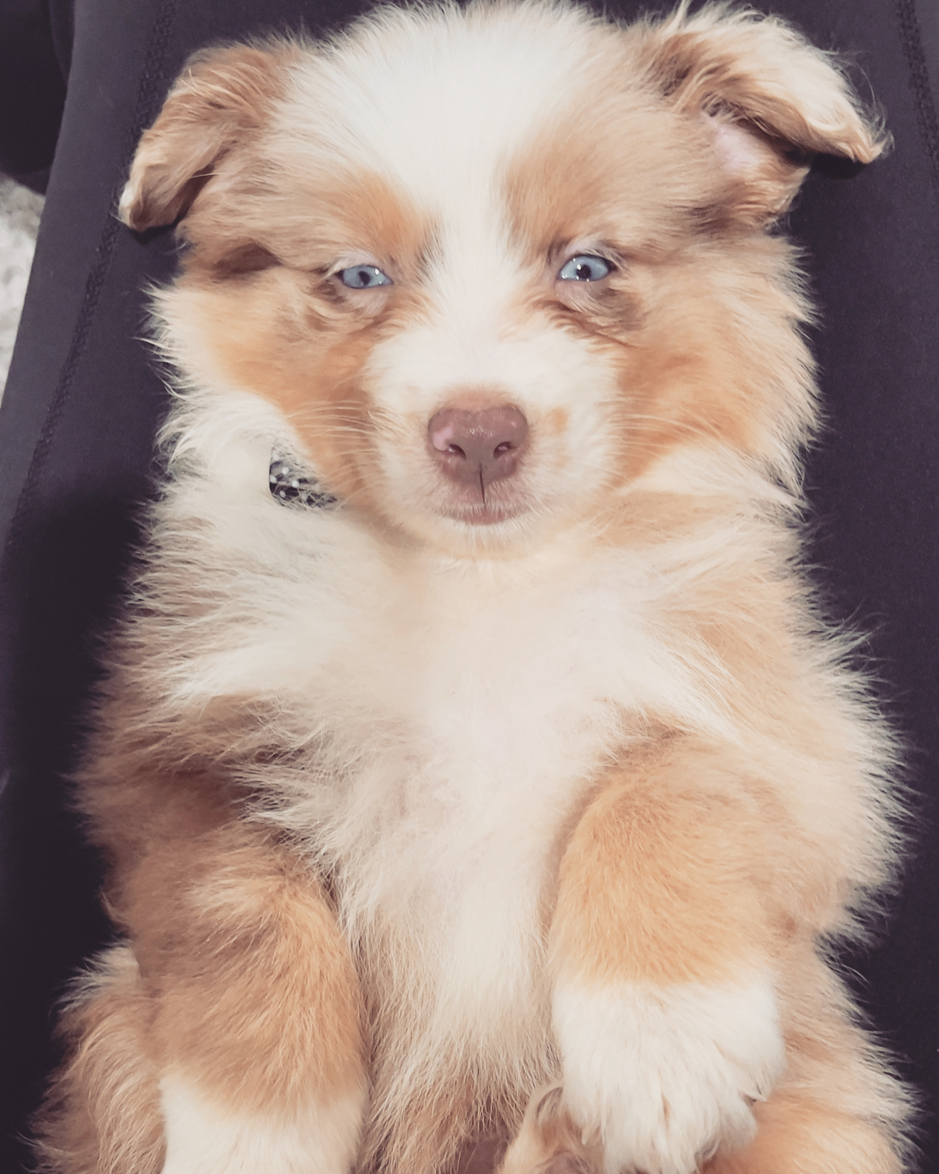 7 week old mini Australian shepherd (female)