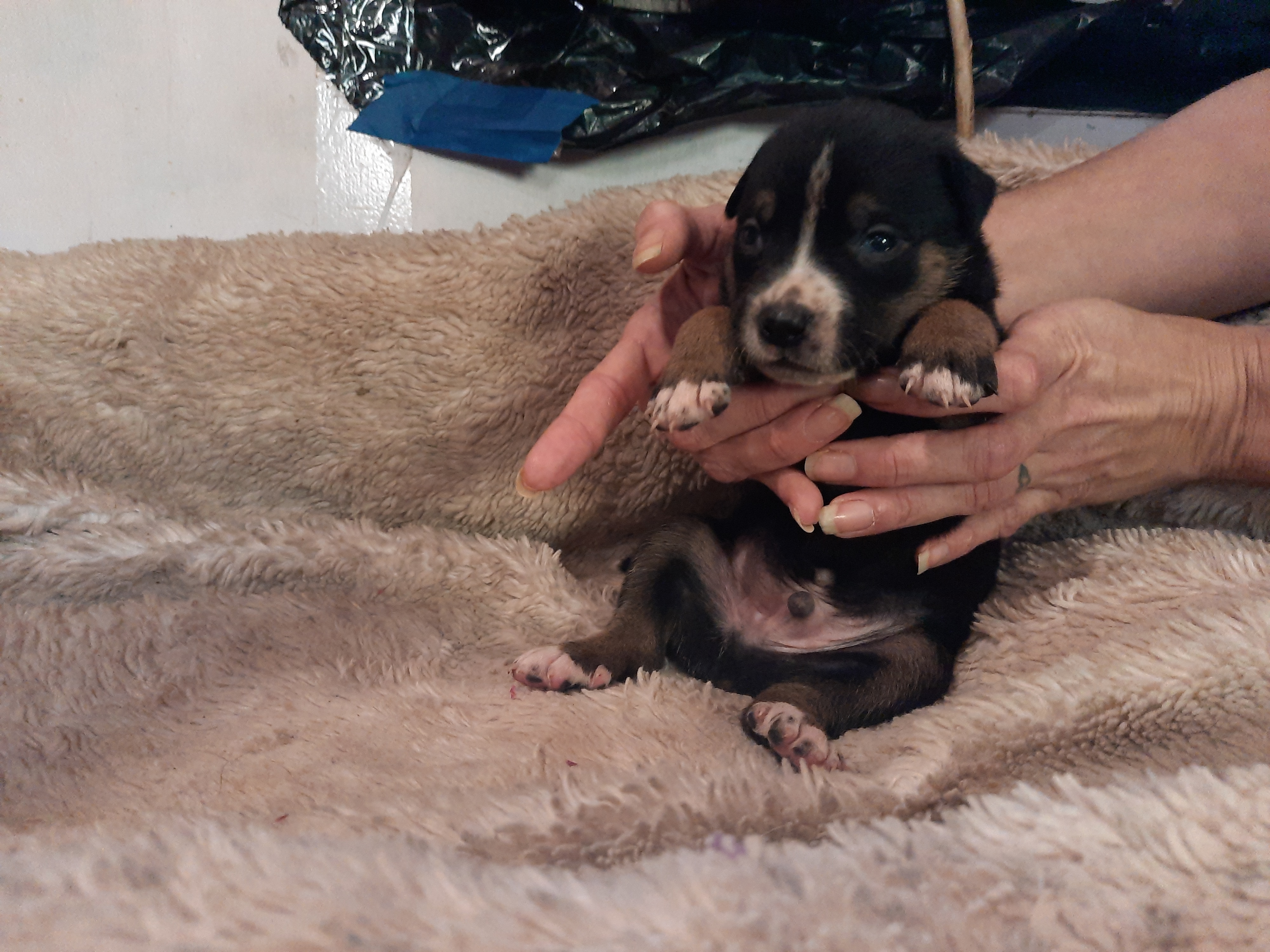 Blue and Brindle Pitbull Puppy Sale