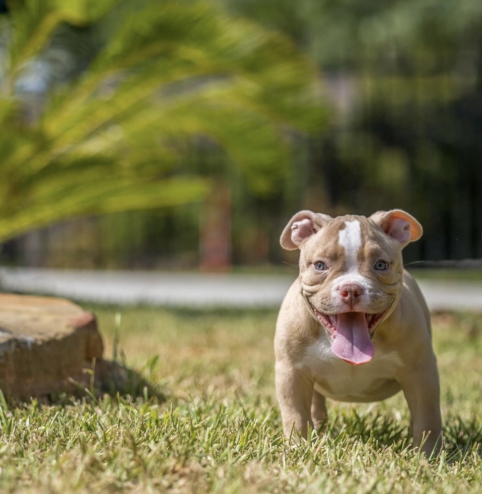 Registered American bully for sale