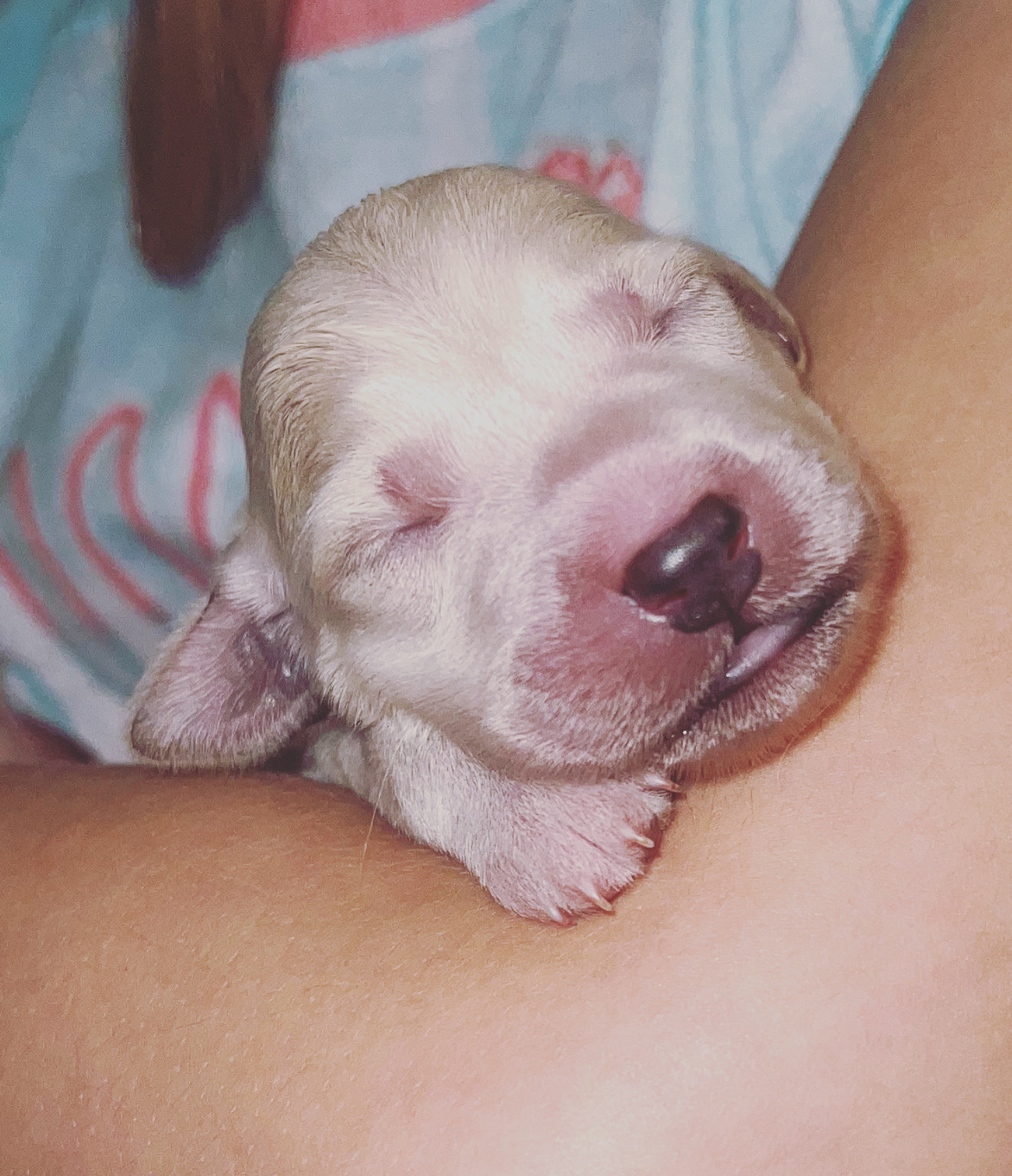 Christmas puppies