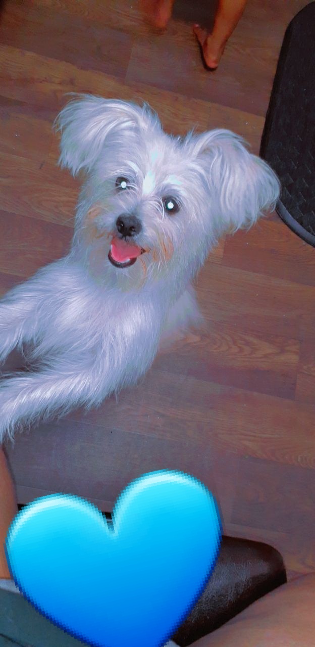 Looking for a loving genuine home for my doggie