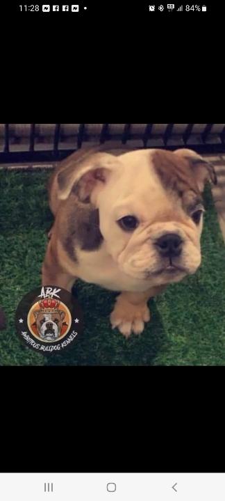 English bulldogs