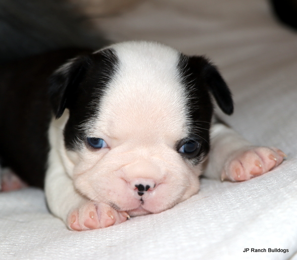 AKC Boston Terrier Puppies in Texas