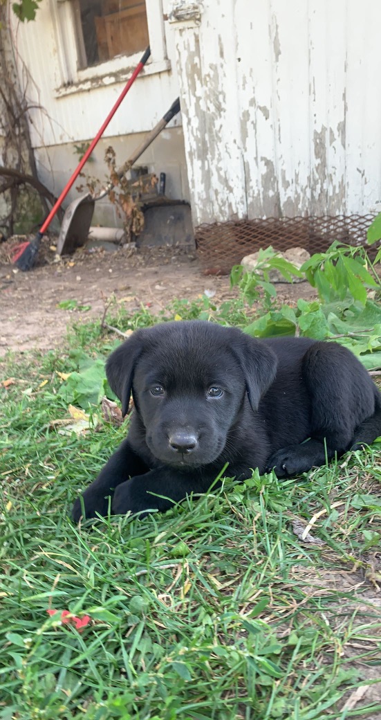 Puppies for sale