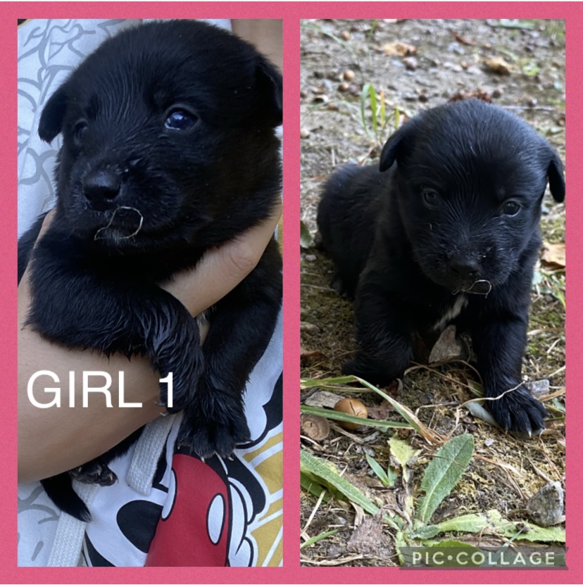 Labraheeler Puppies