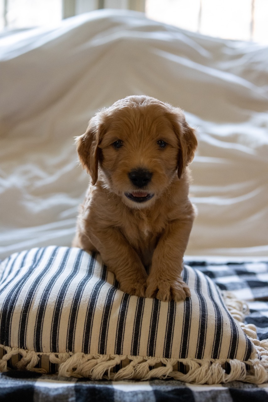 Goldendoodle puppies!
