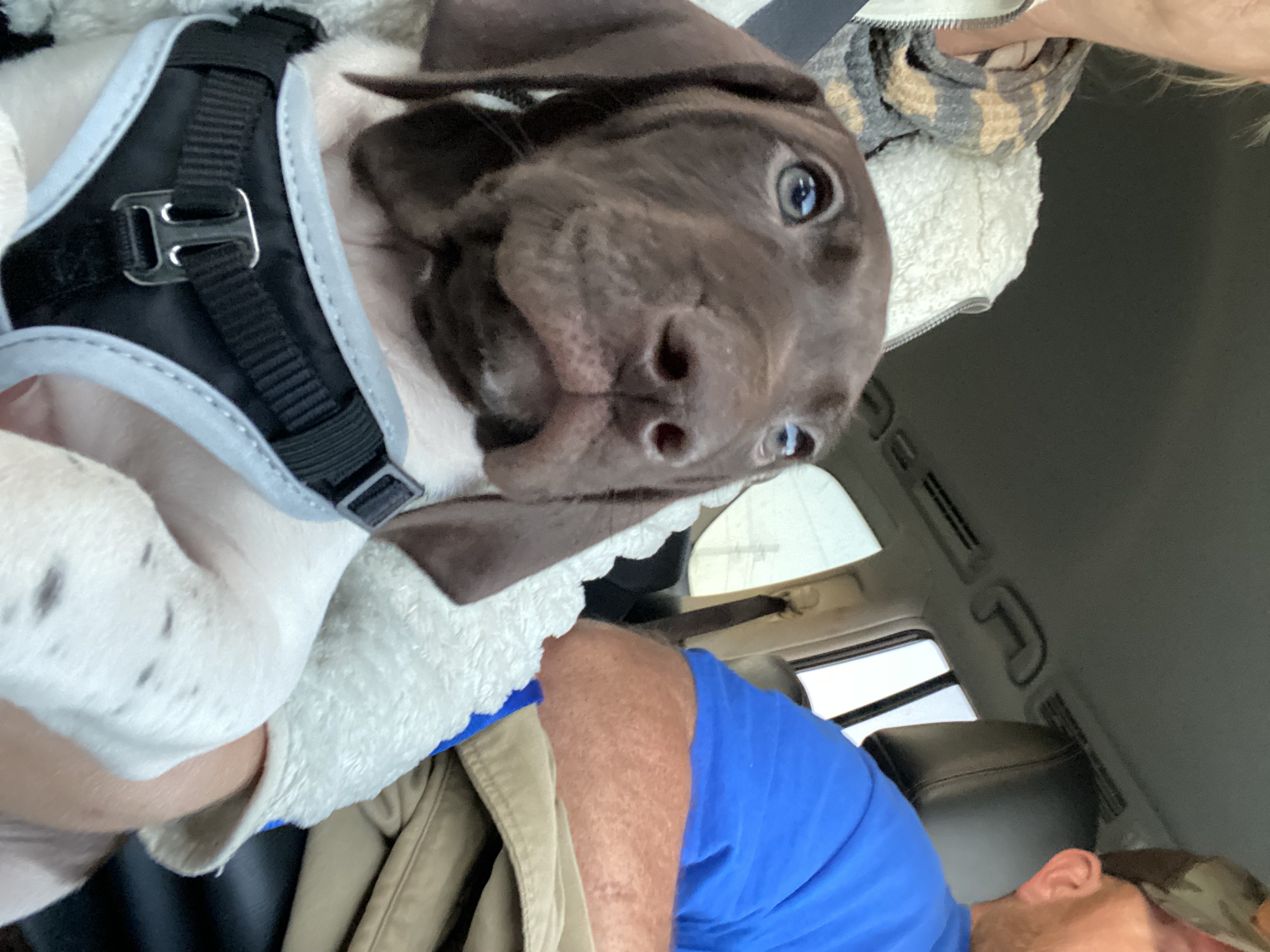 German shorthaired pointers