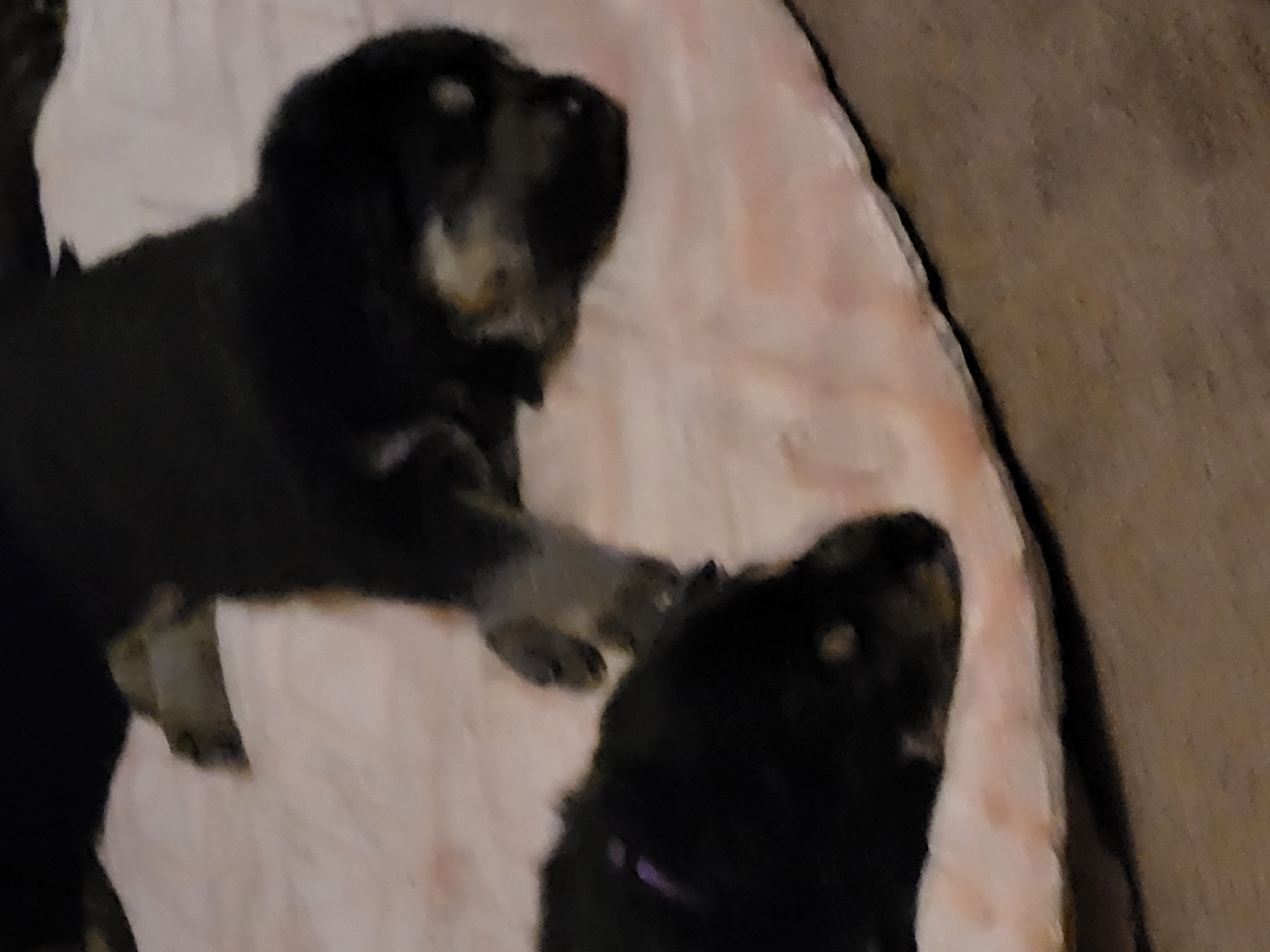 German sheperad puppies