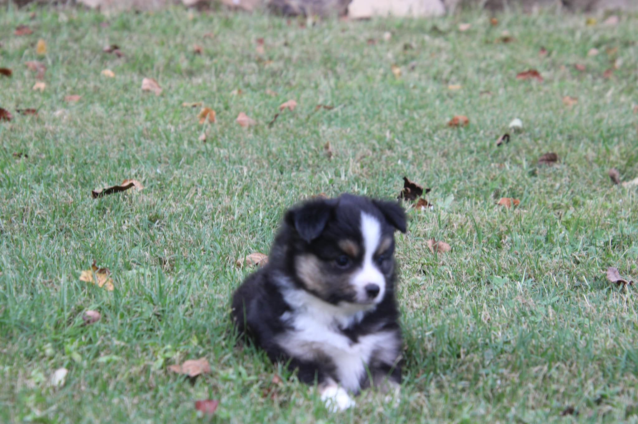 Molly Black Tri Toy Australian Shepherd