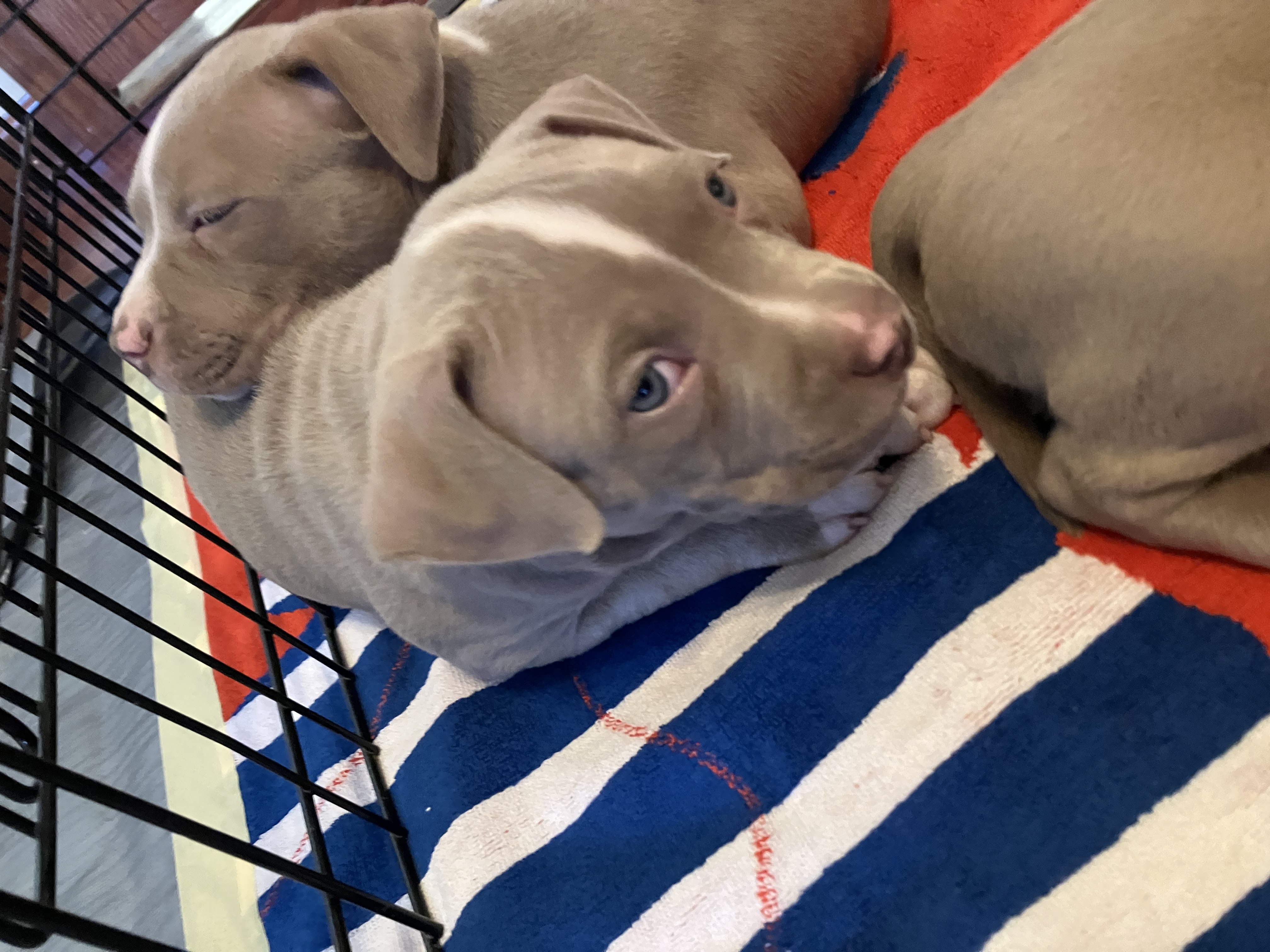 Fawn PitBull Puppies