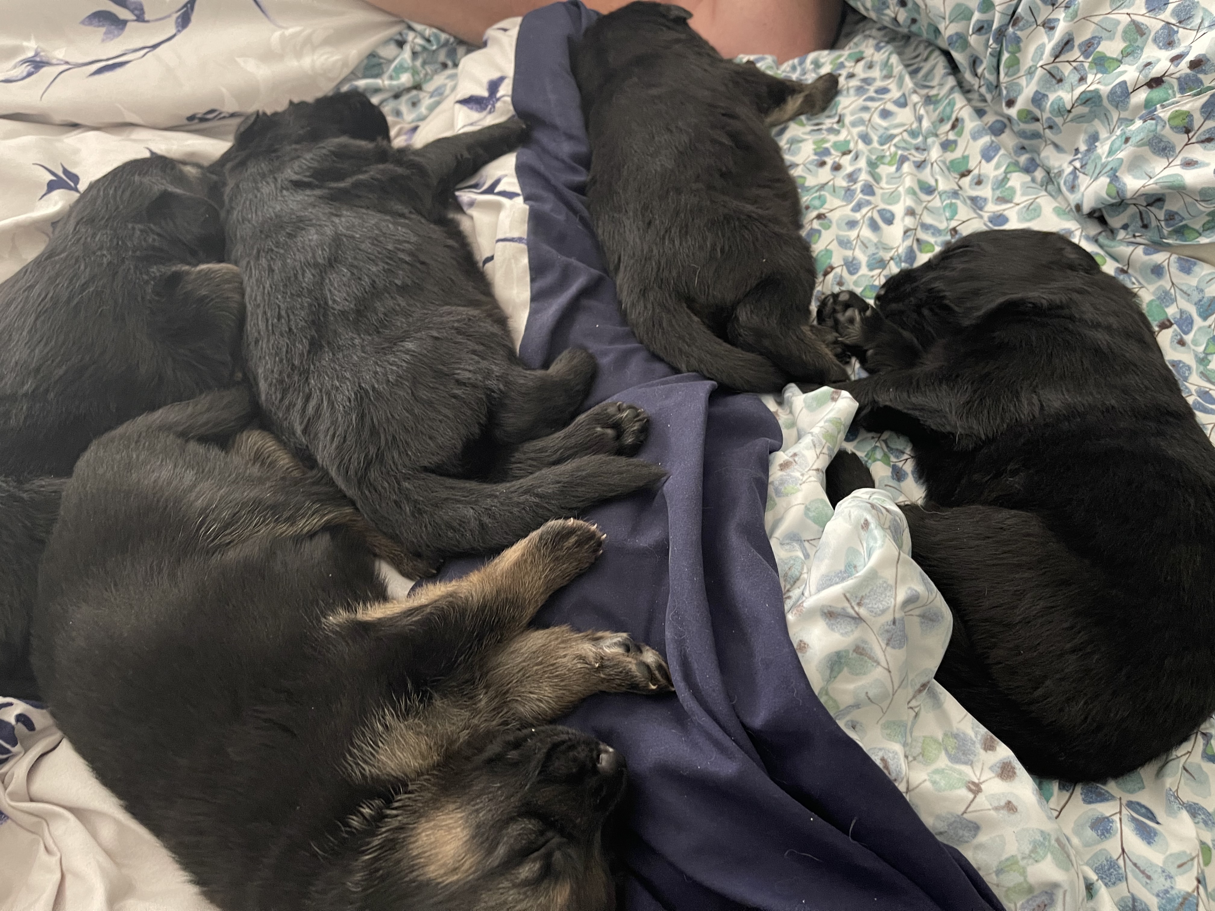 German shepherd puppies