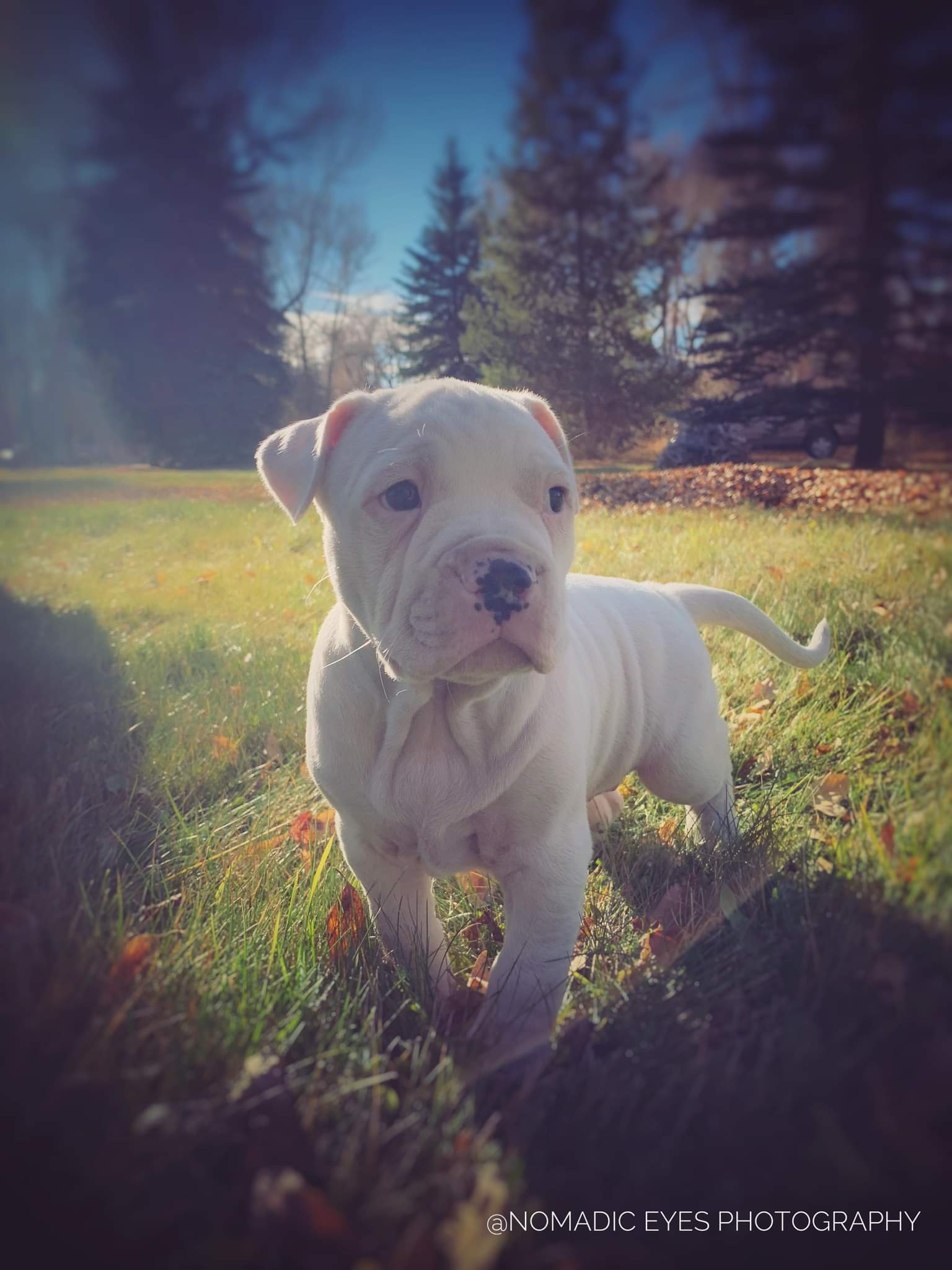 Pitbull puppies