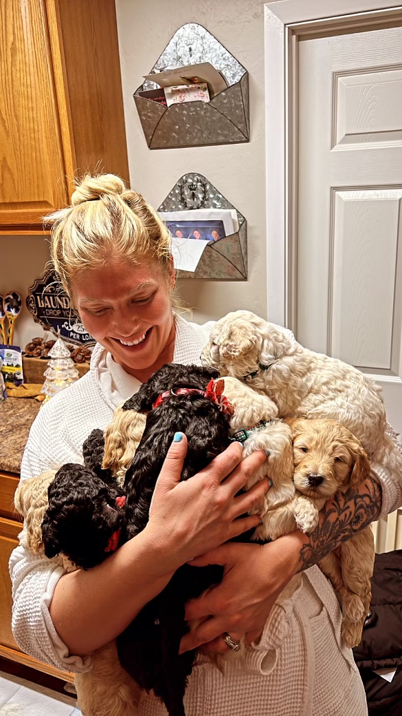 Golden Labradoodle puppies