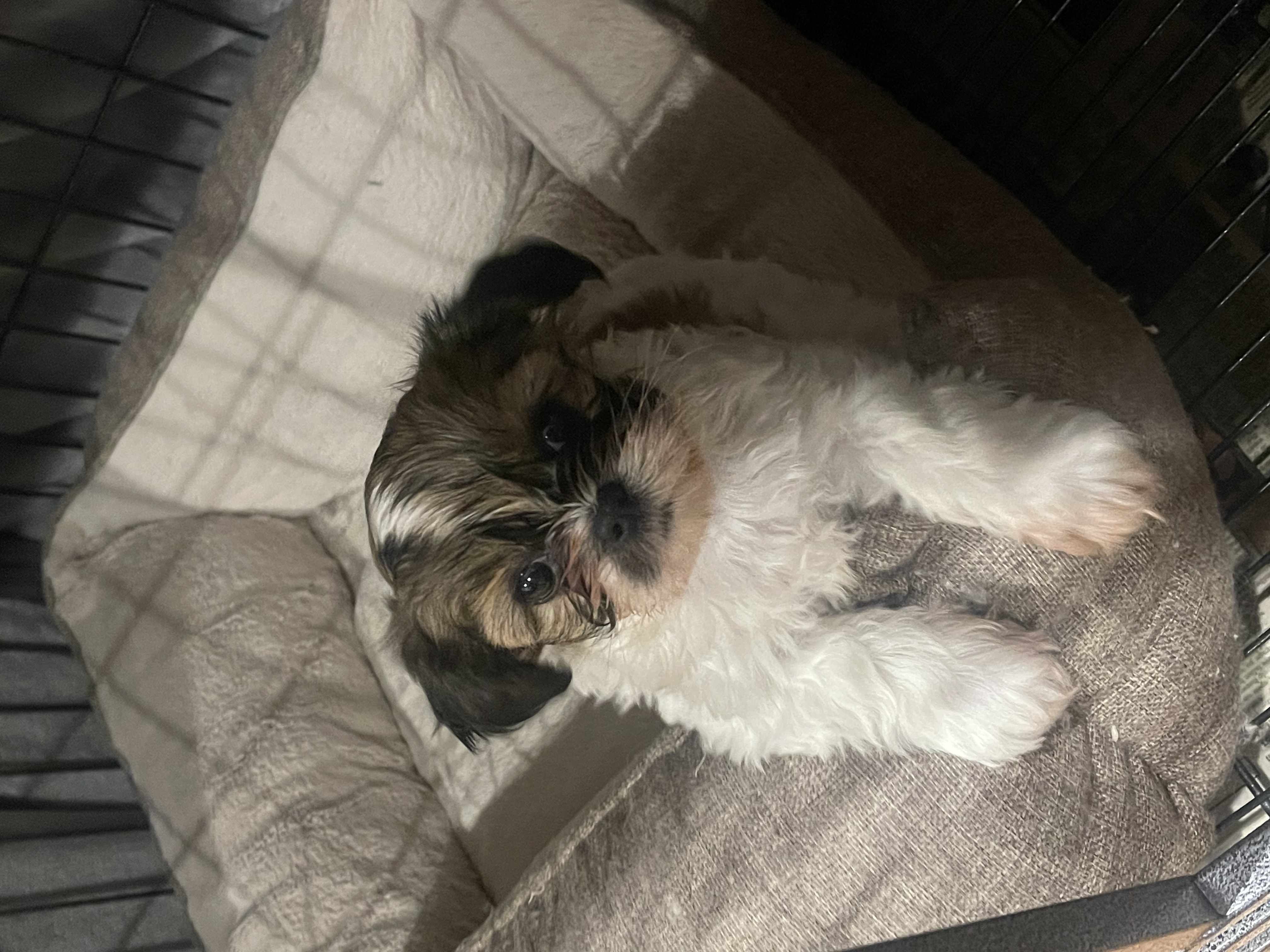 Teddy Bear Puppy Girl