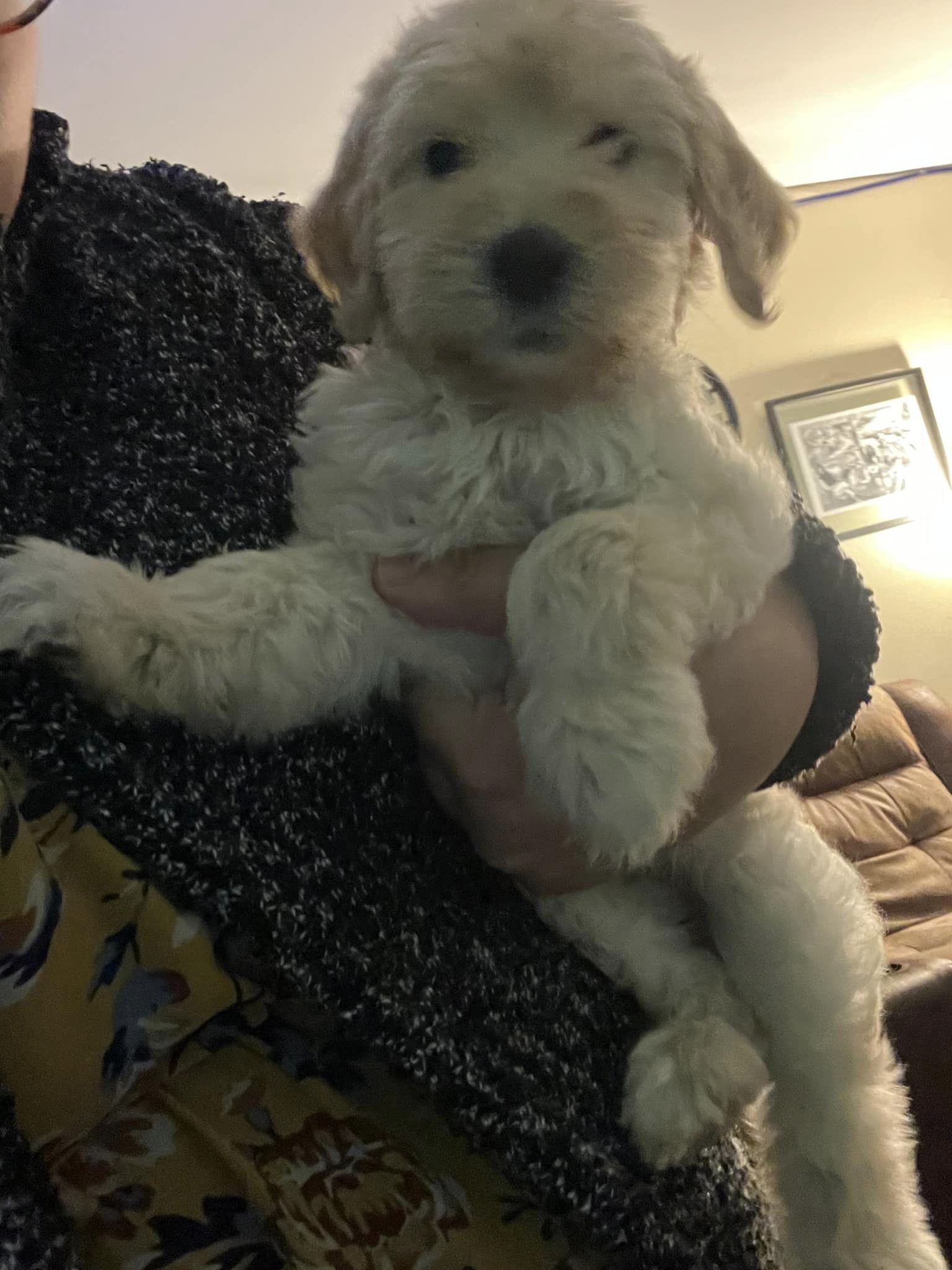 Beautiful puppy for sale