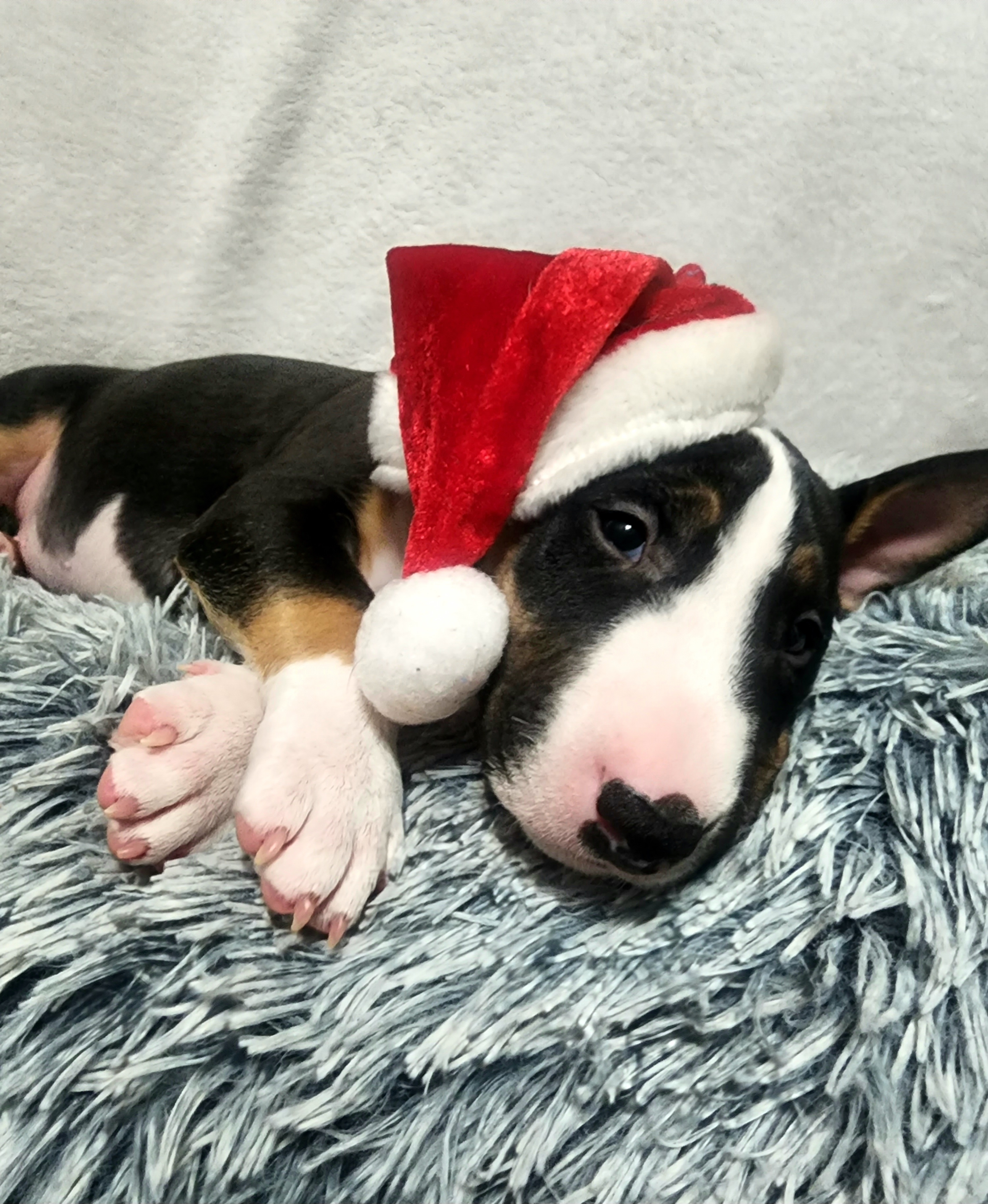 Bull terrier puppies