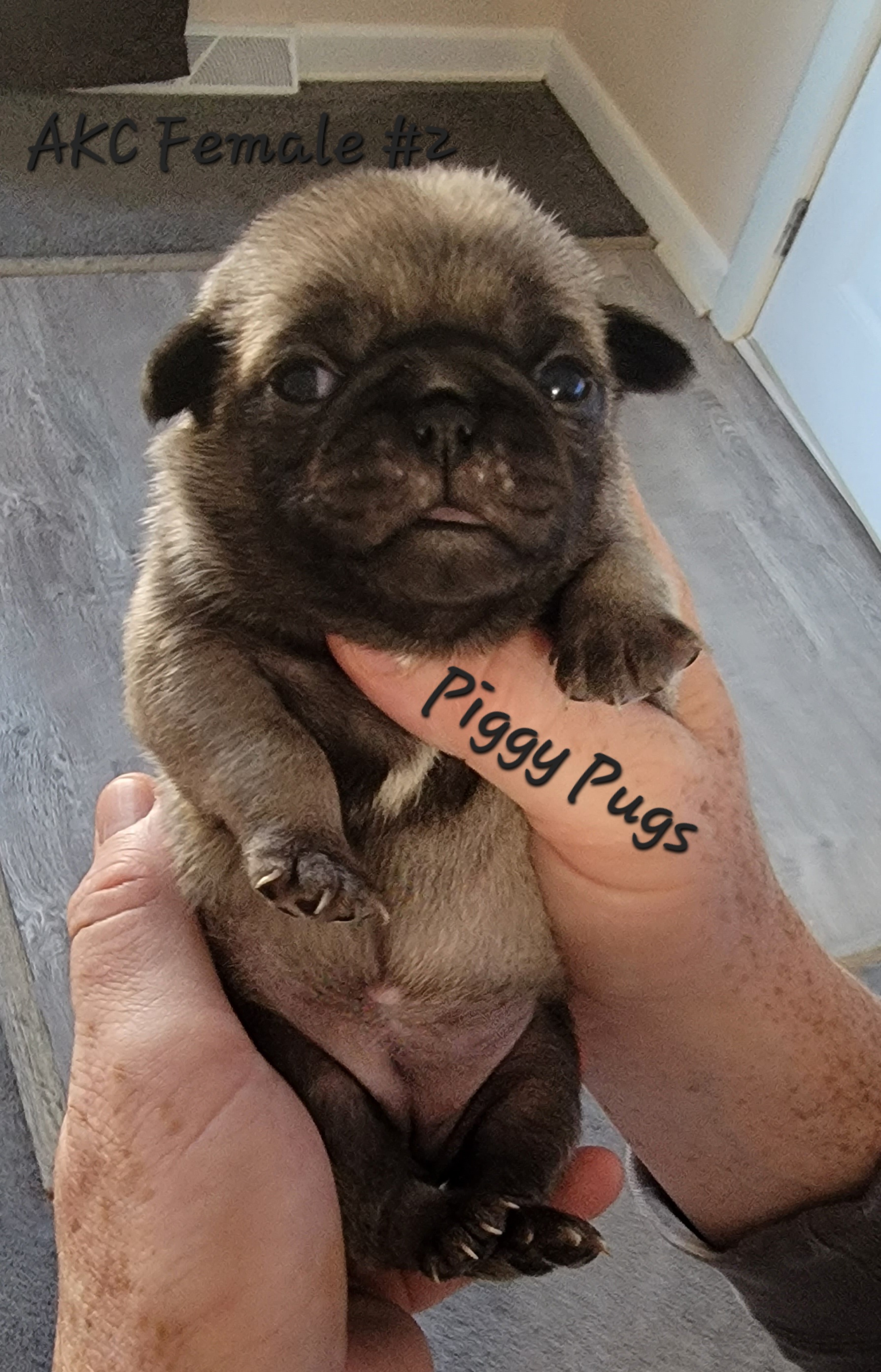 AKC Fawn Male and Female Pugs