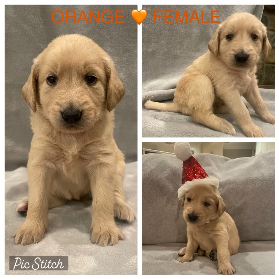 F2-Goldendoodles, 4 left from a litter of 10