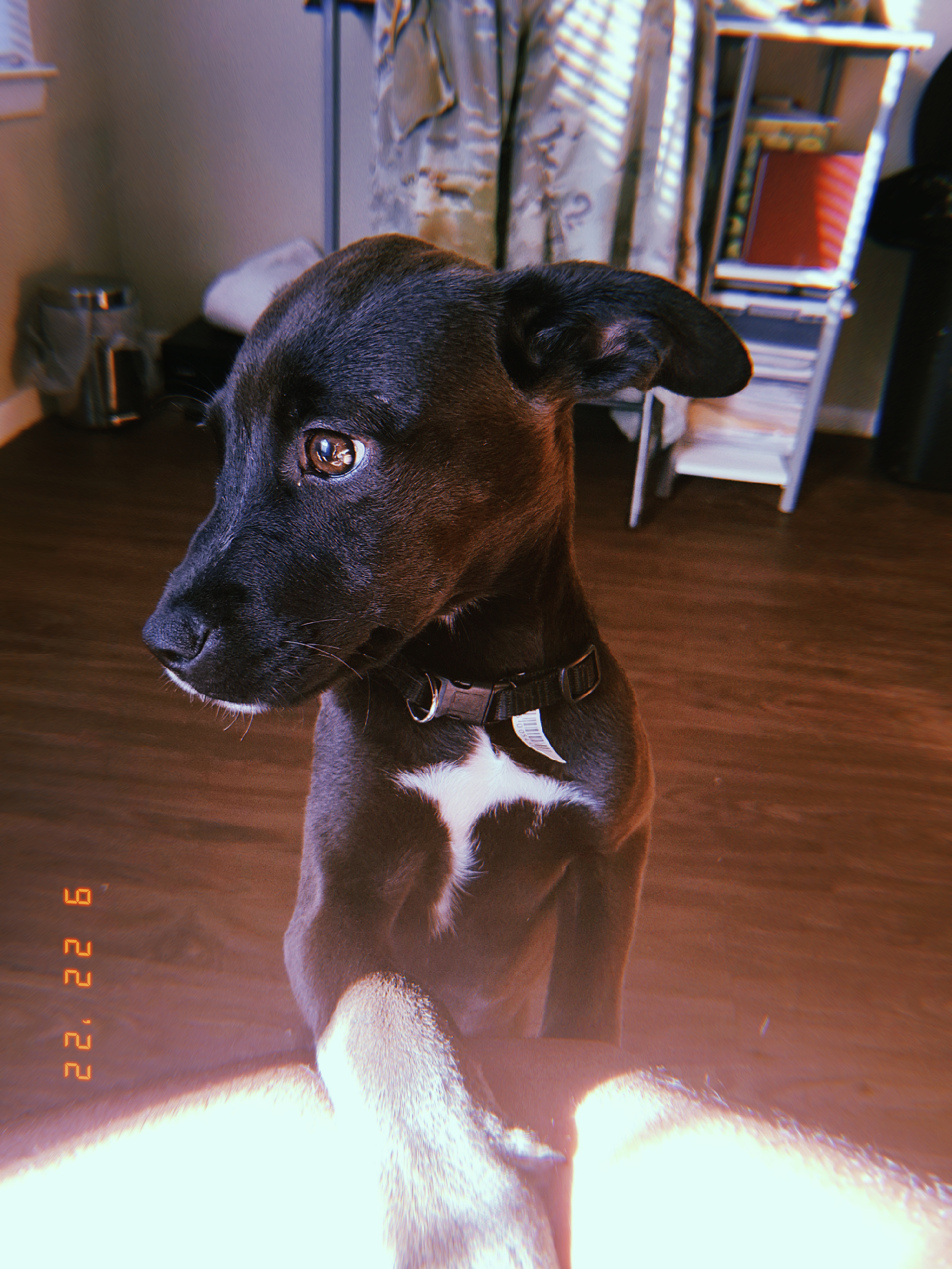 FEMALE AMERICAN PIT BULL TERRIER