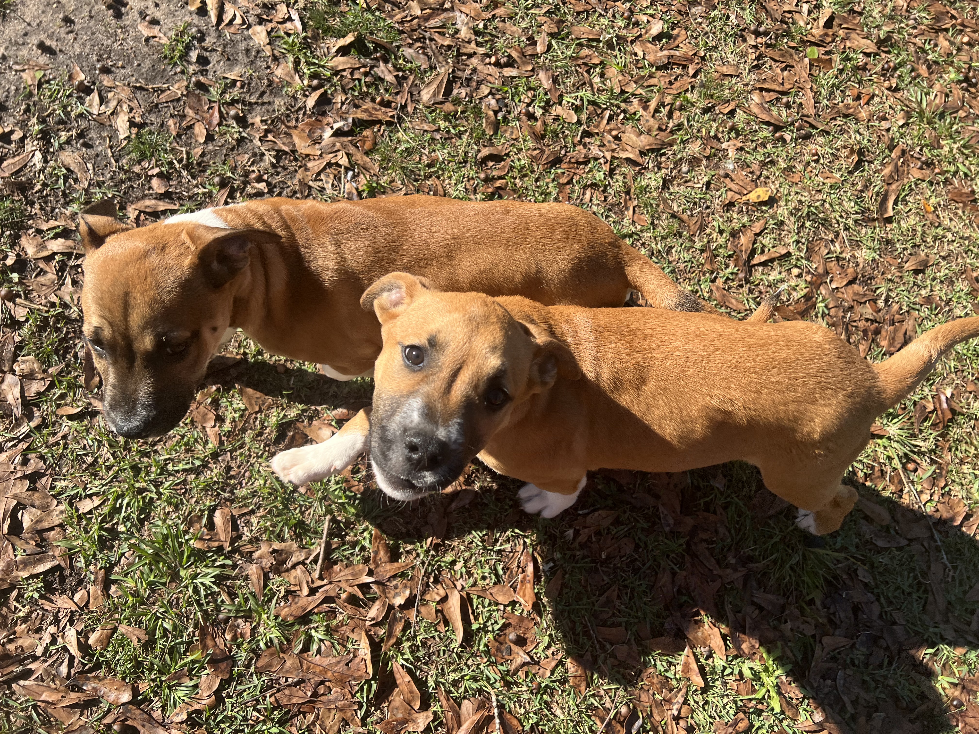 Pitsky puppies that need to be rehomed