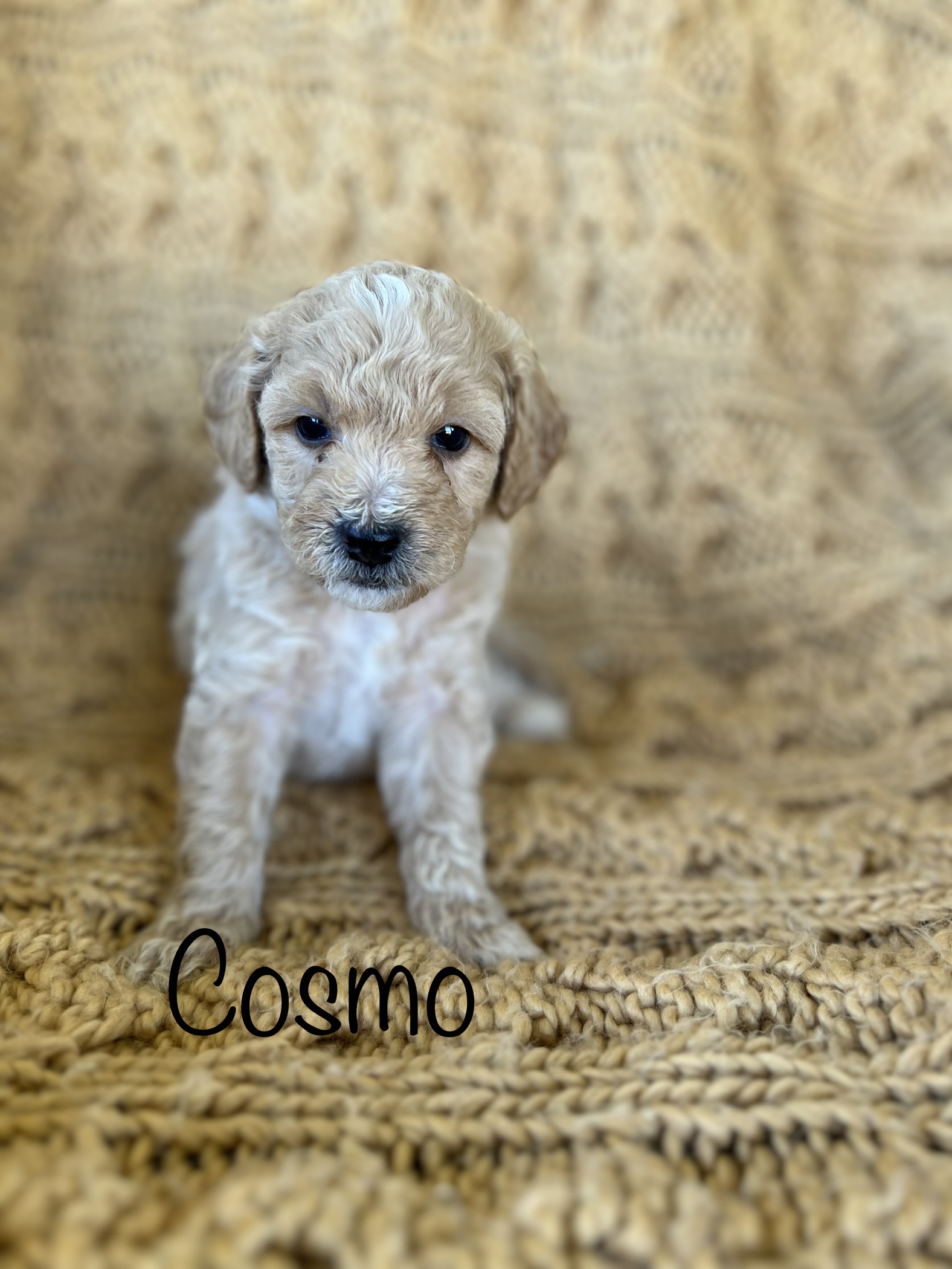 Miniature Poodles