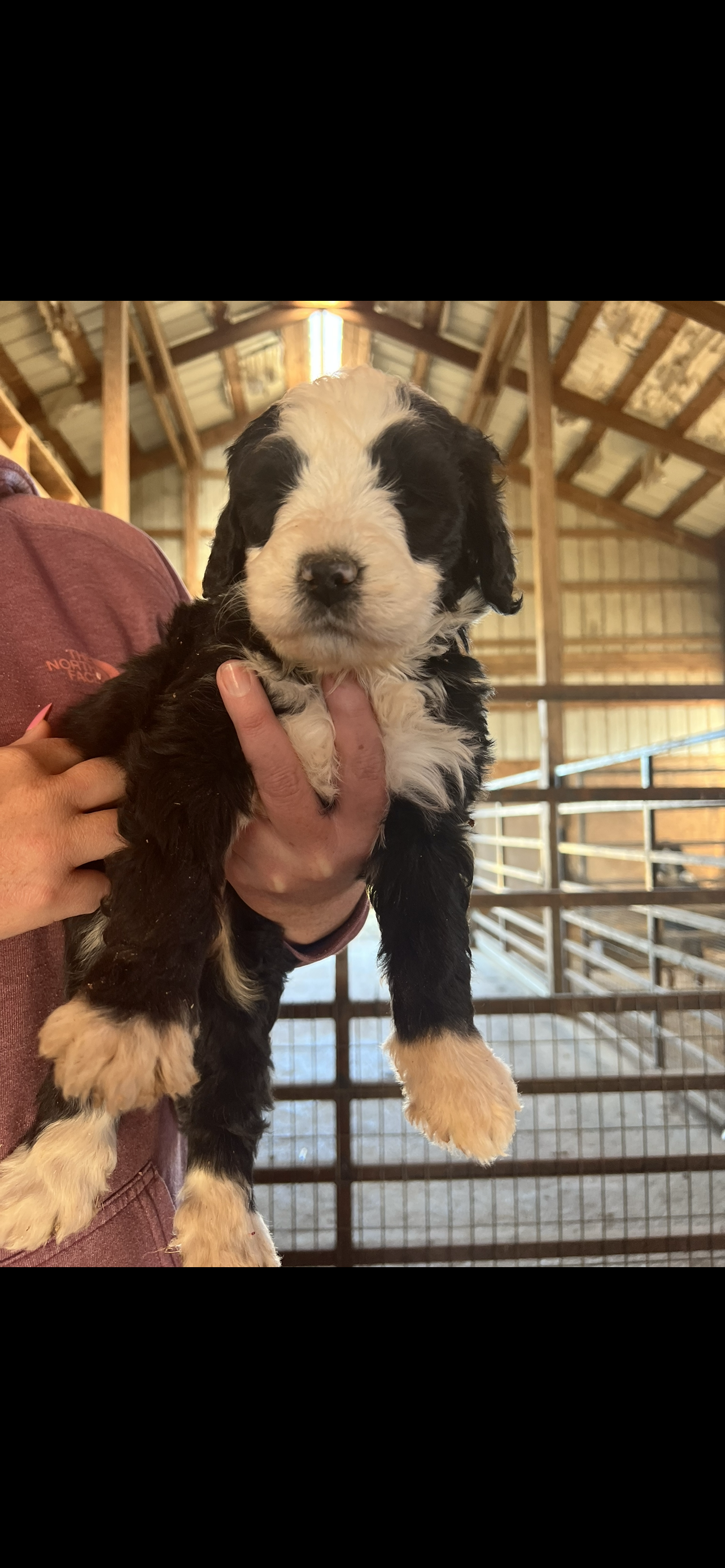 Bernedoodle puppies