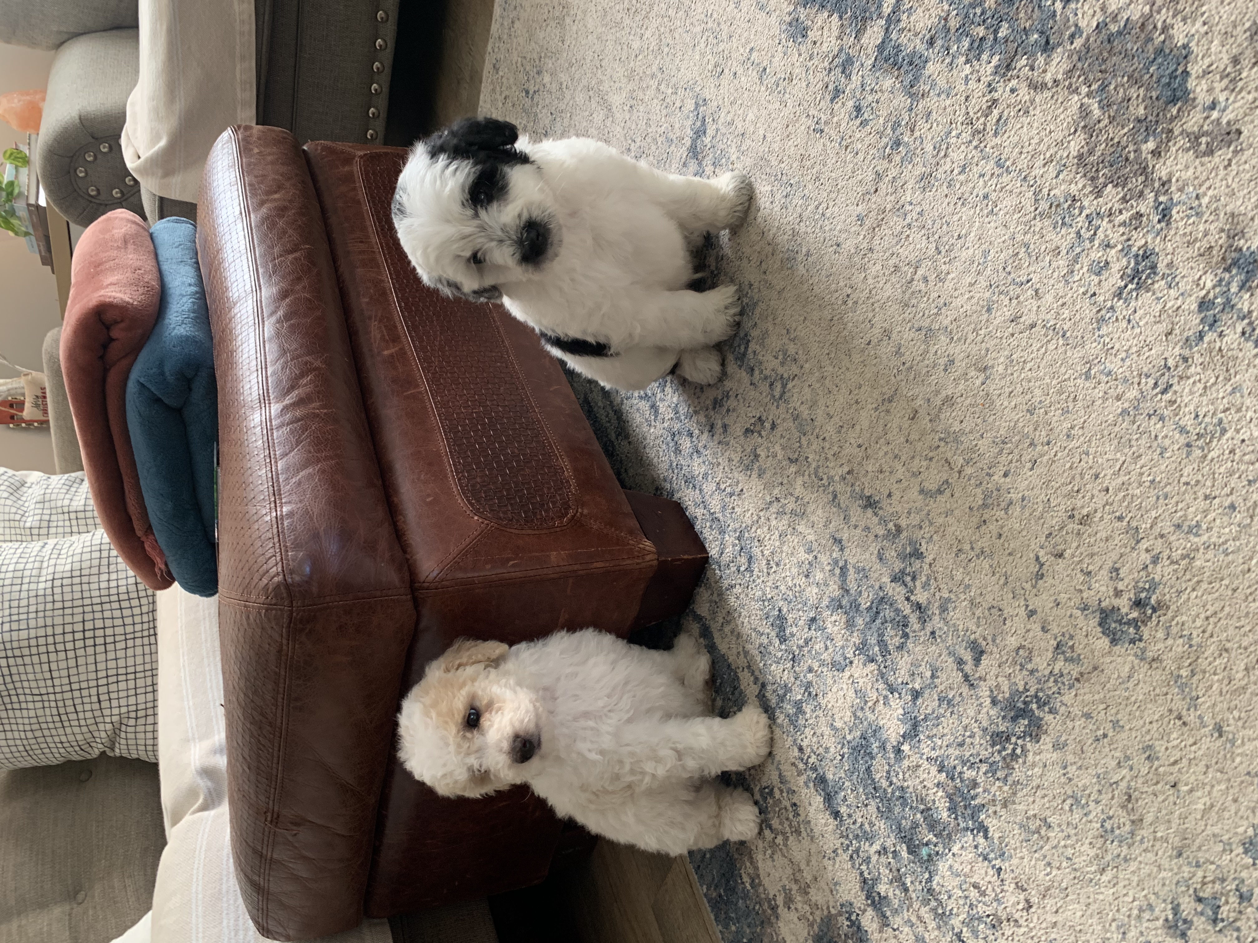 Jackapoo puppies