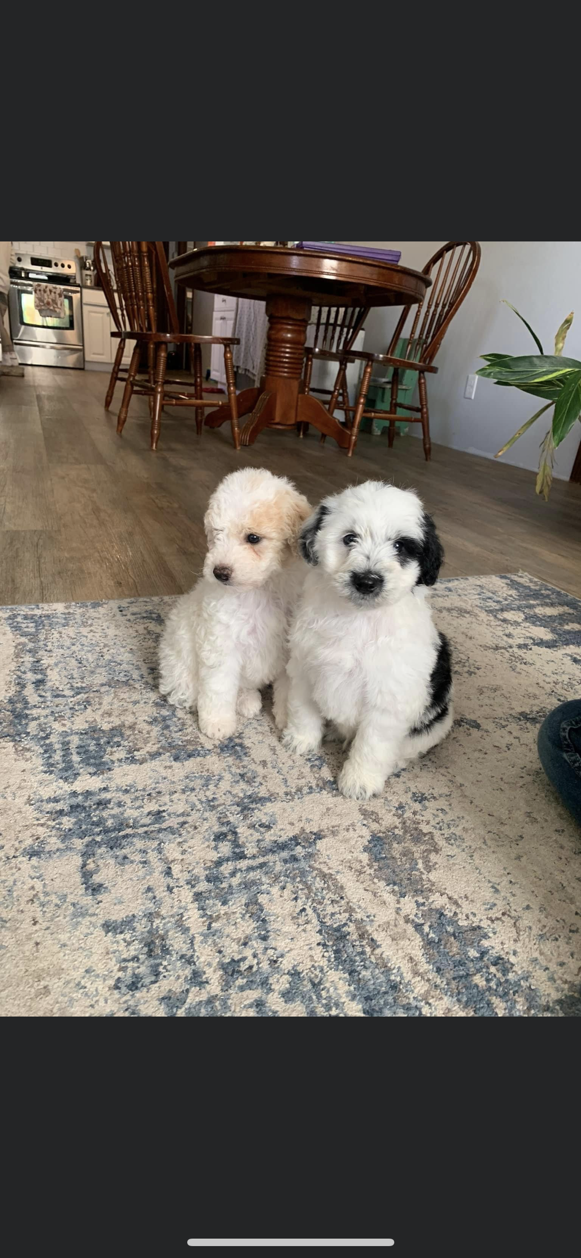 mini Poodle Puppies looking for a new home