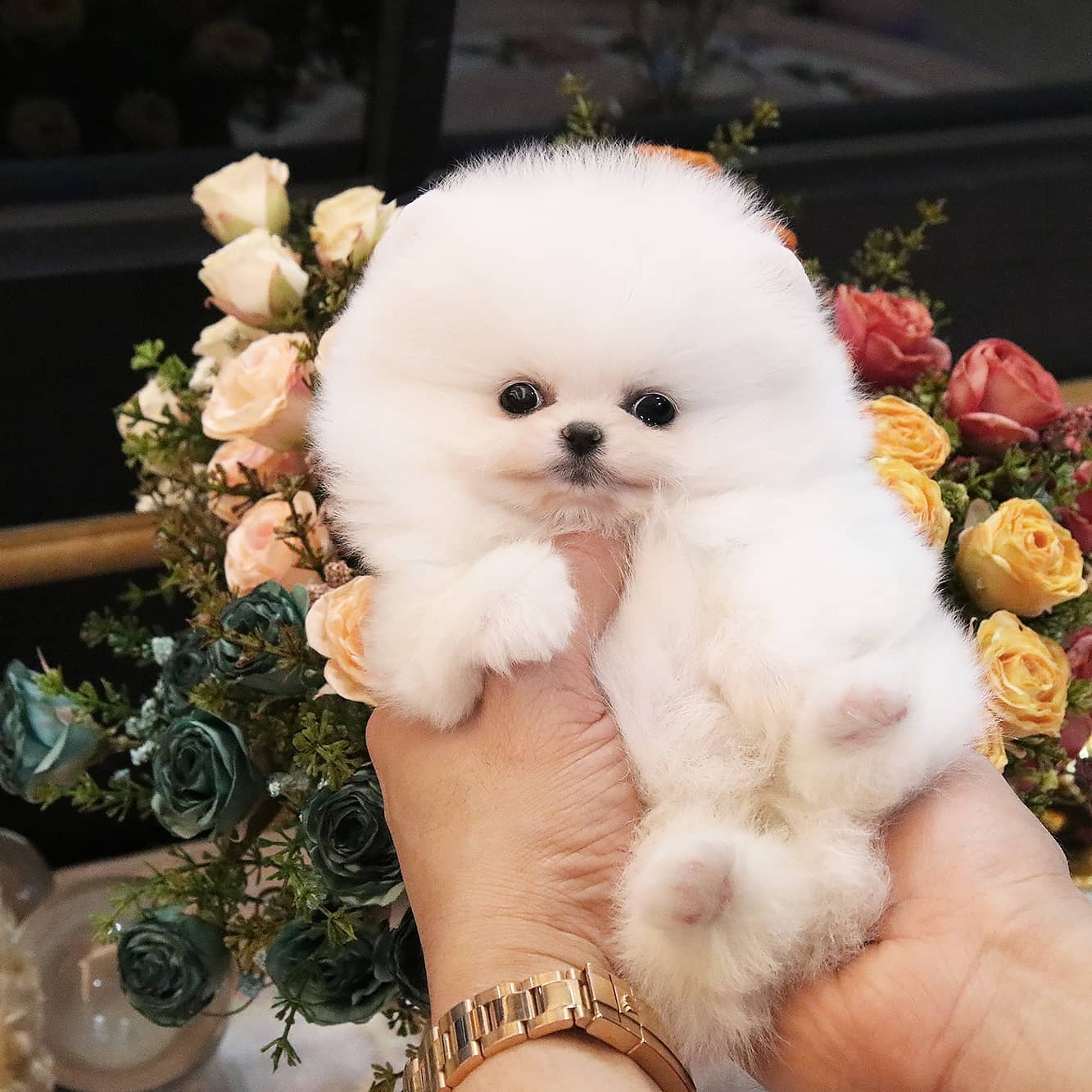 Akc Reg Teacup Pomeranian puppies for sale