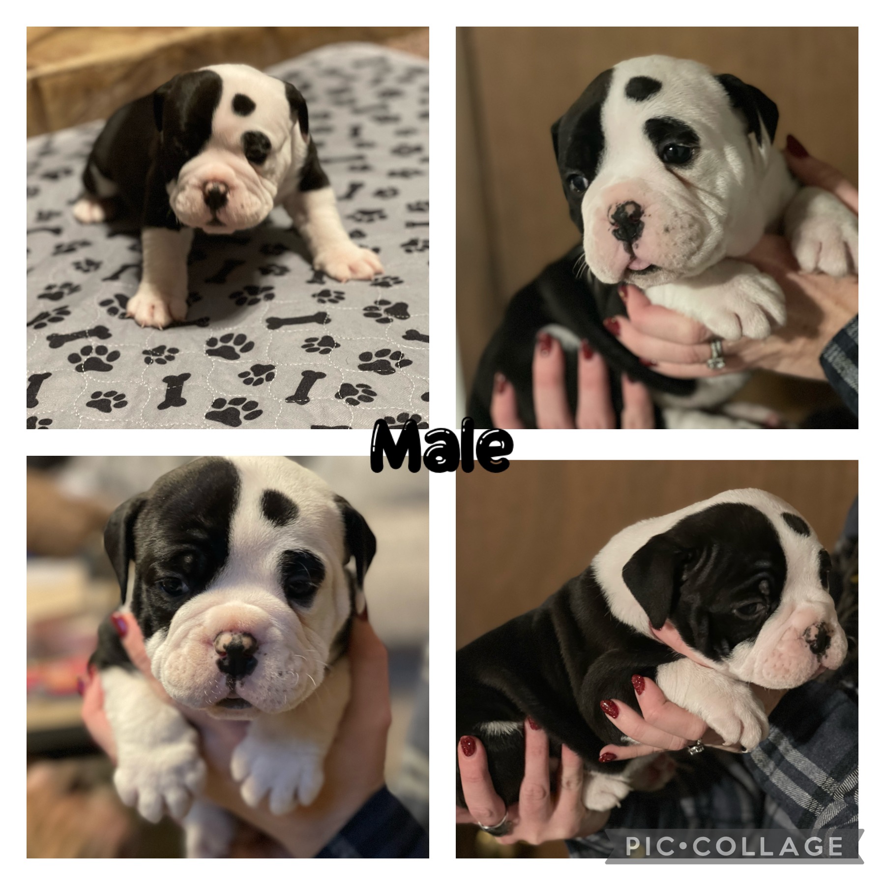 Olde English Bulldogge Puppies
