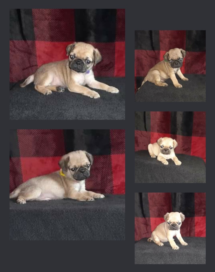Pure bred fawn pug puppies