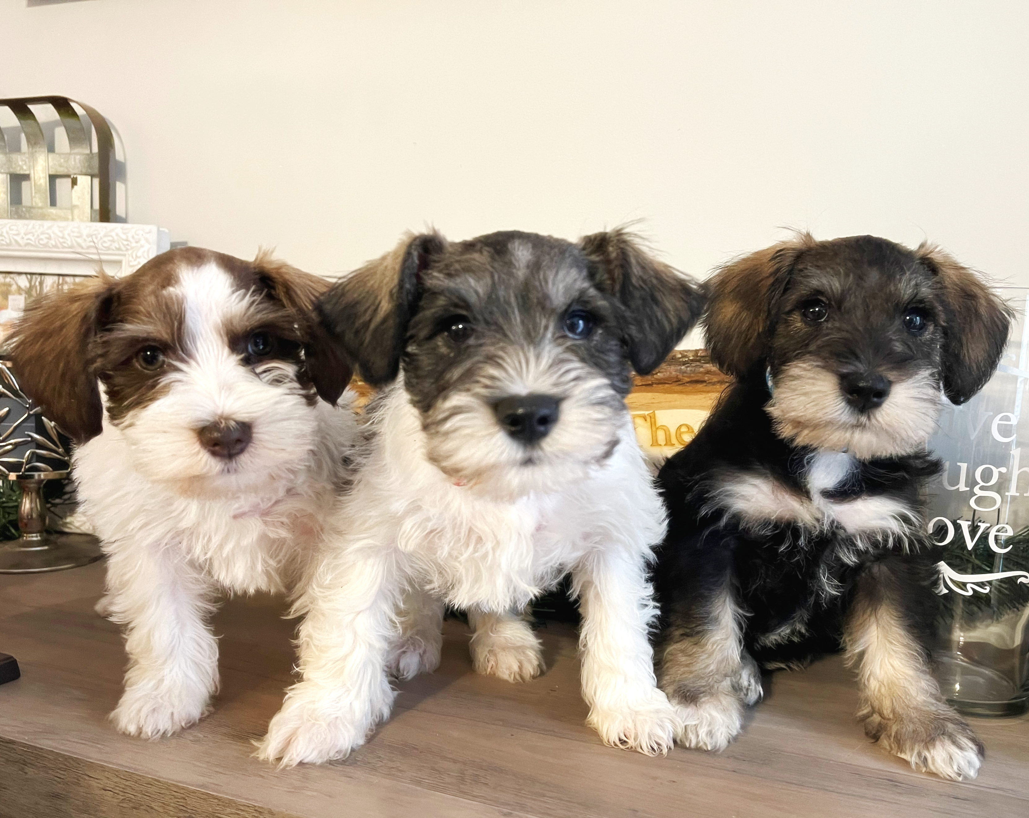 Miniature Schnauzer puppies