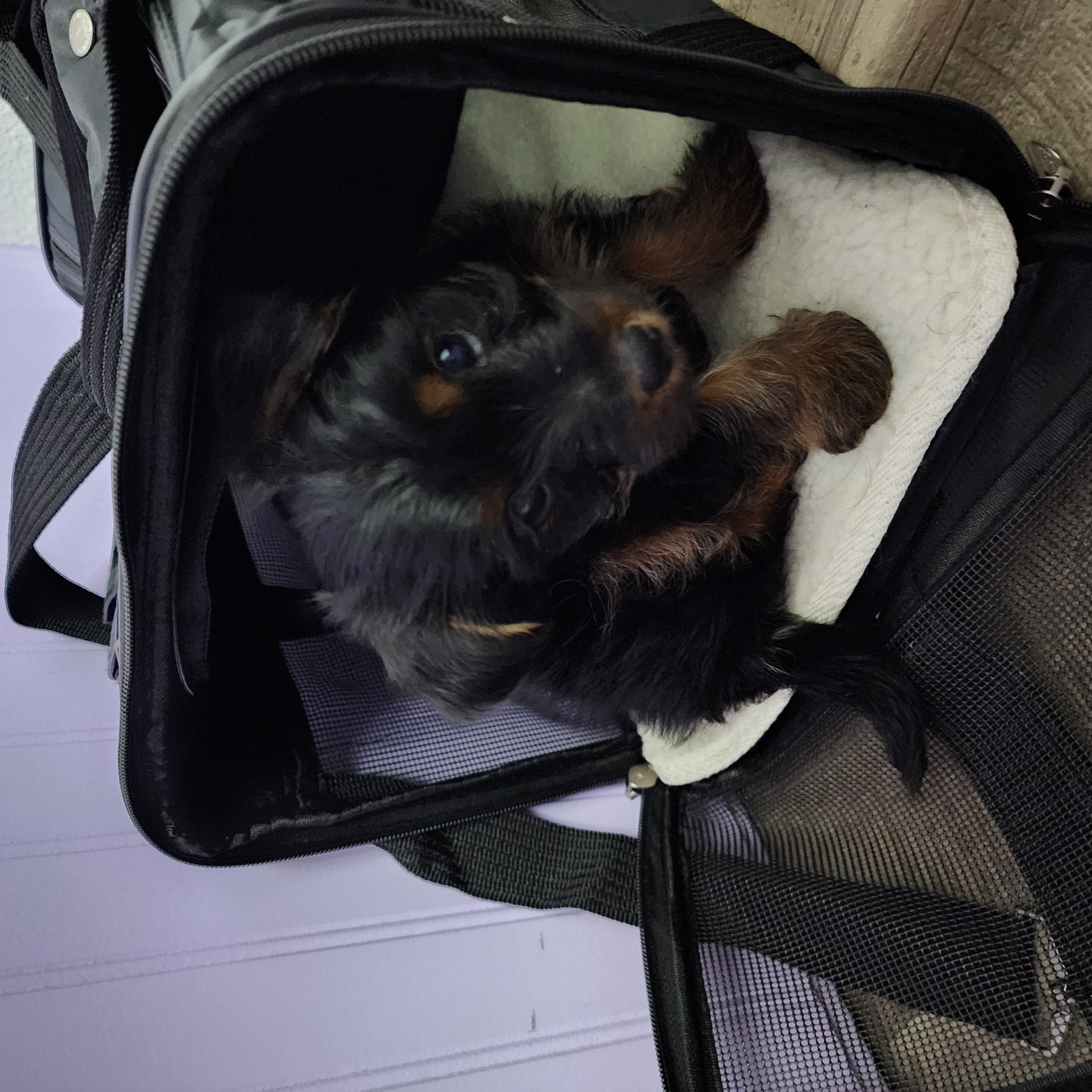 9 week puppy