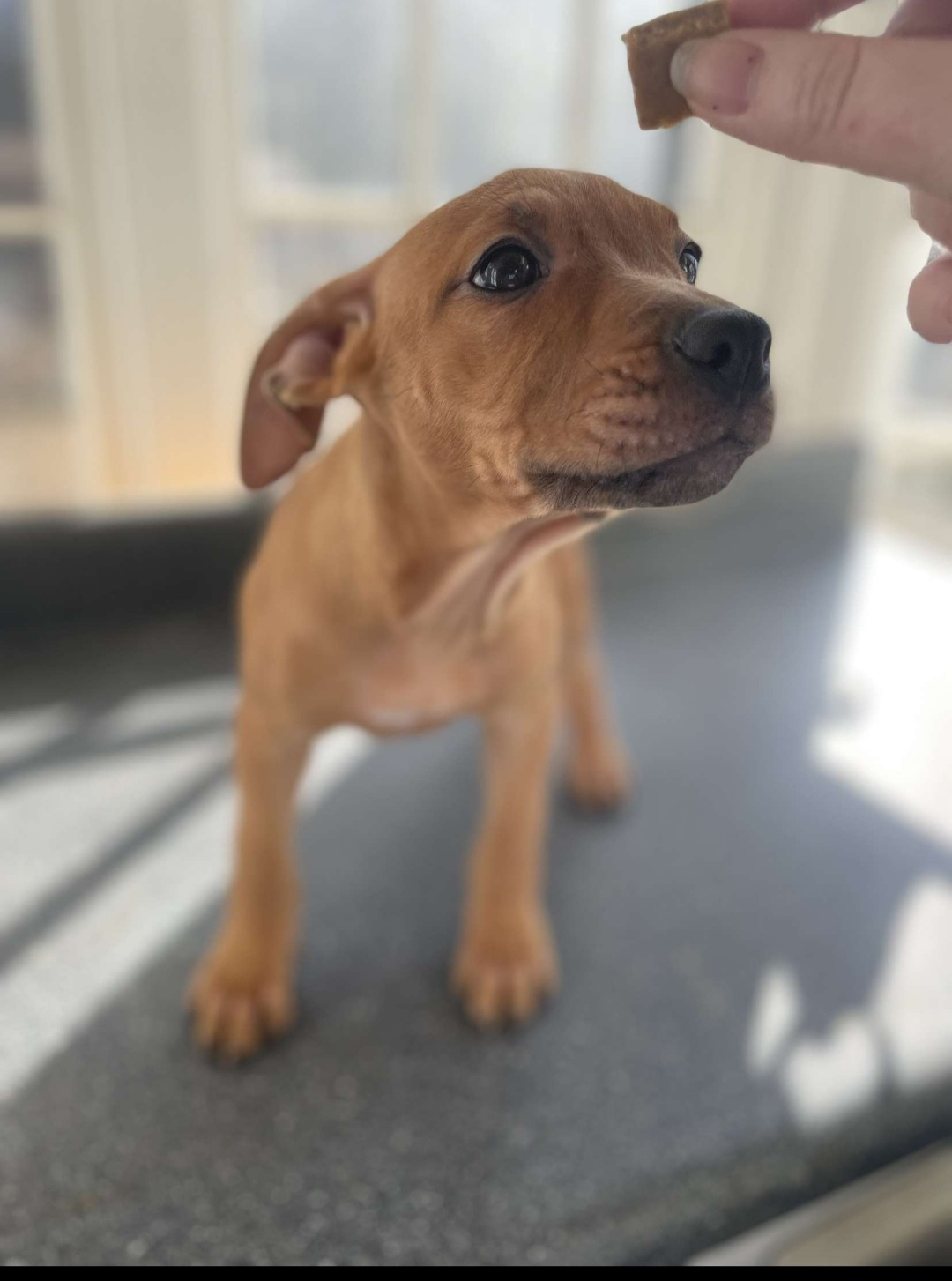 Rehoming pitbull puppies