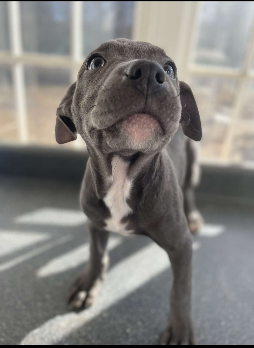 Rehoming pitbull puppies