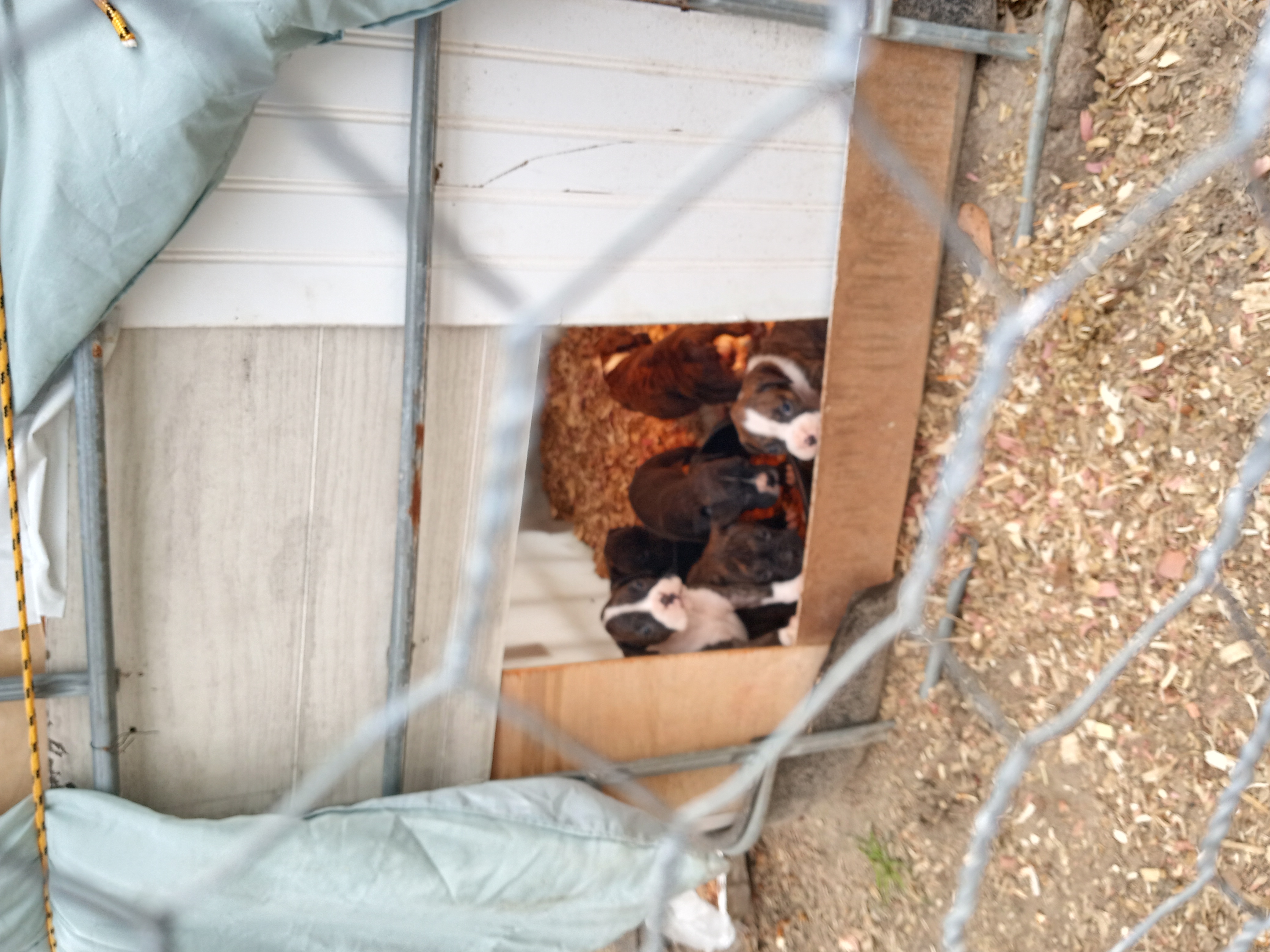 Boxer cuties