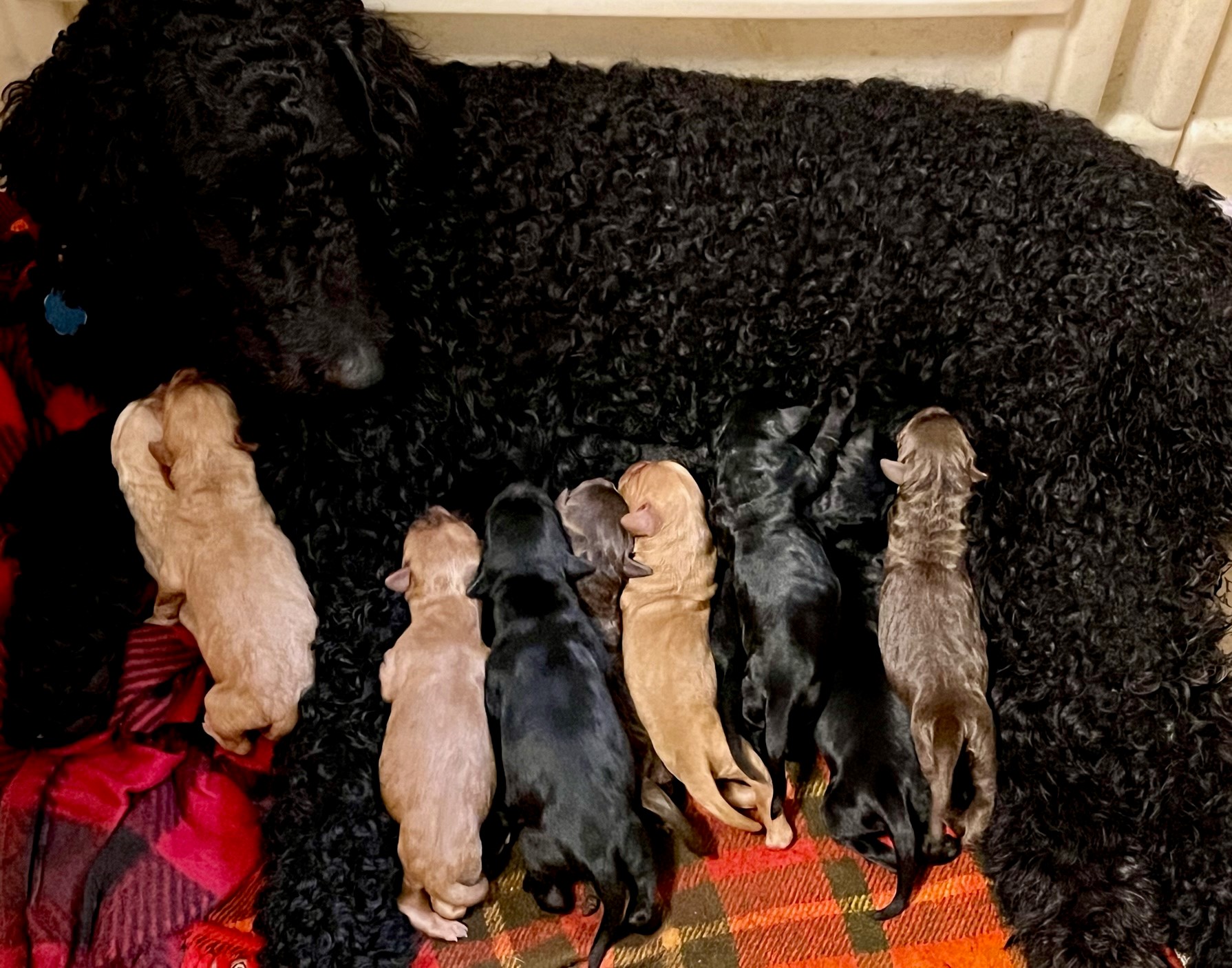 Beautiful Labradoodles in the Bluegrass state