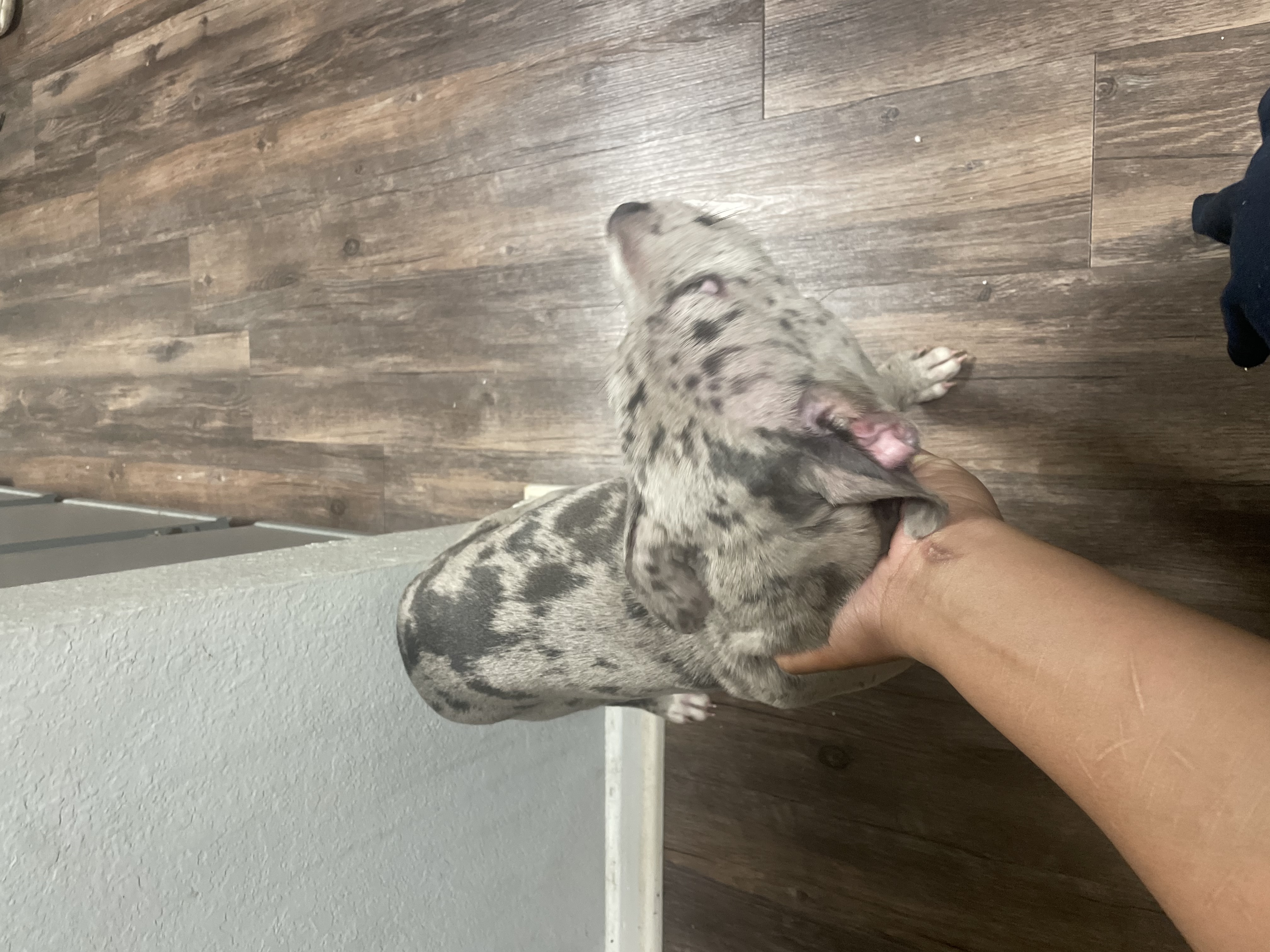 Pretty puppy for Sale