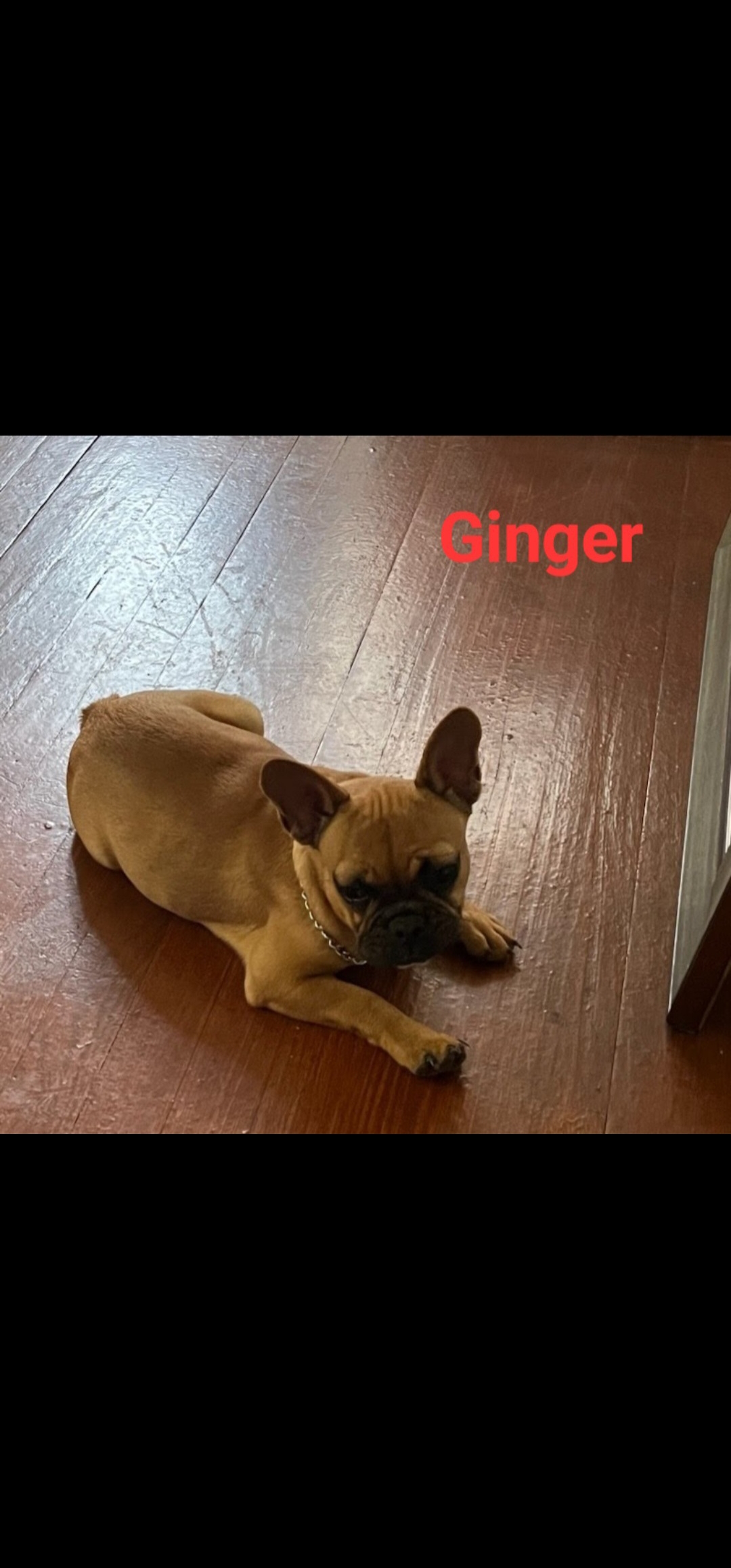 Two female French Bulldogs Puppies Available!