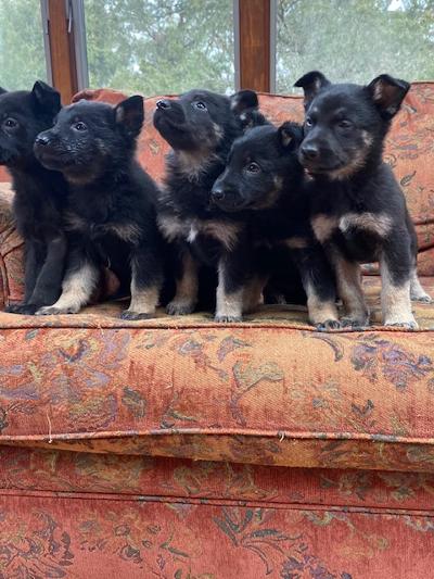 German Shepherd Puppies