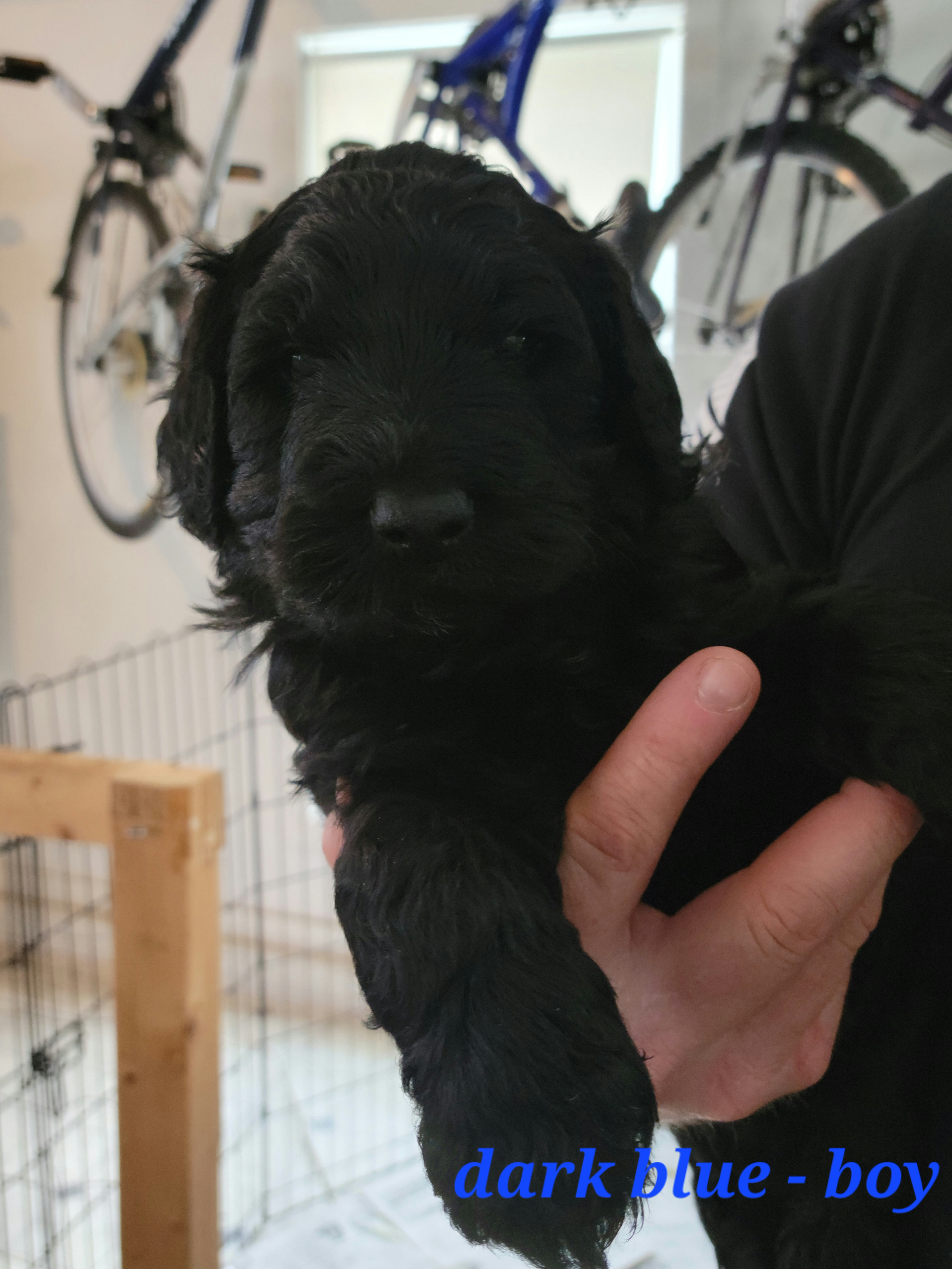 5 Week Old Goldendoodles