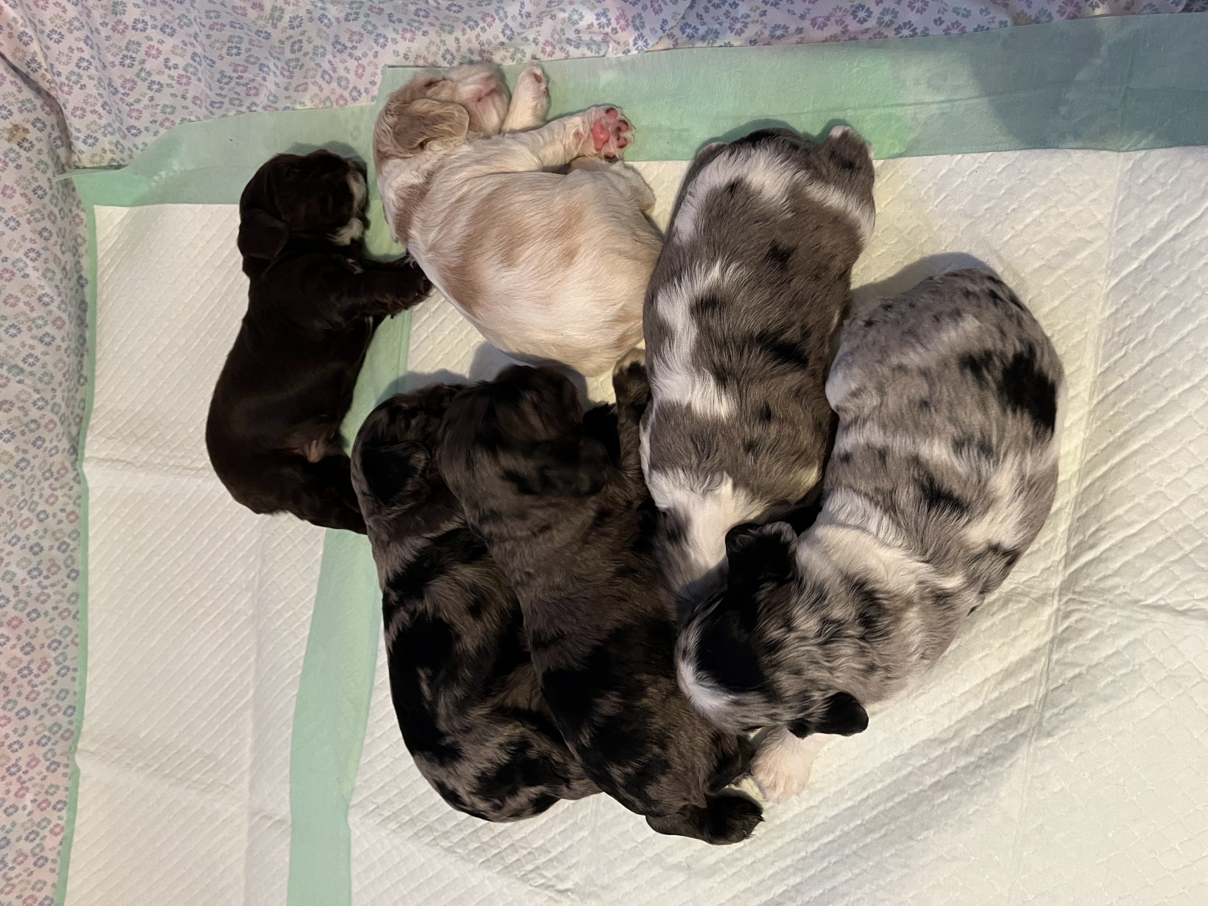 American cocker spaniel puppies
