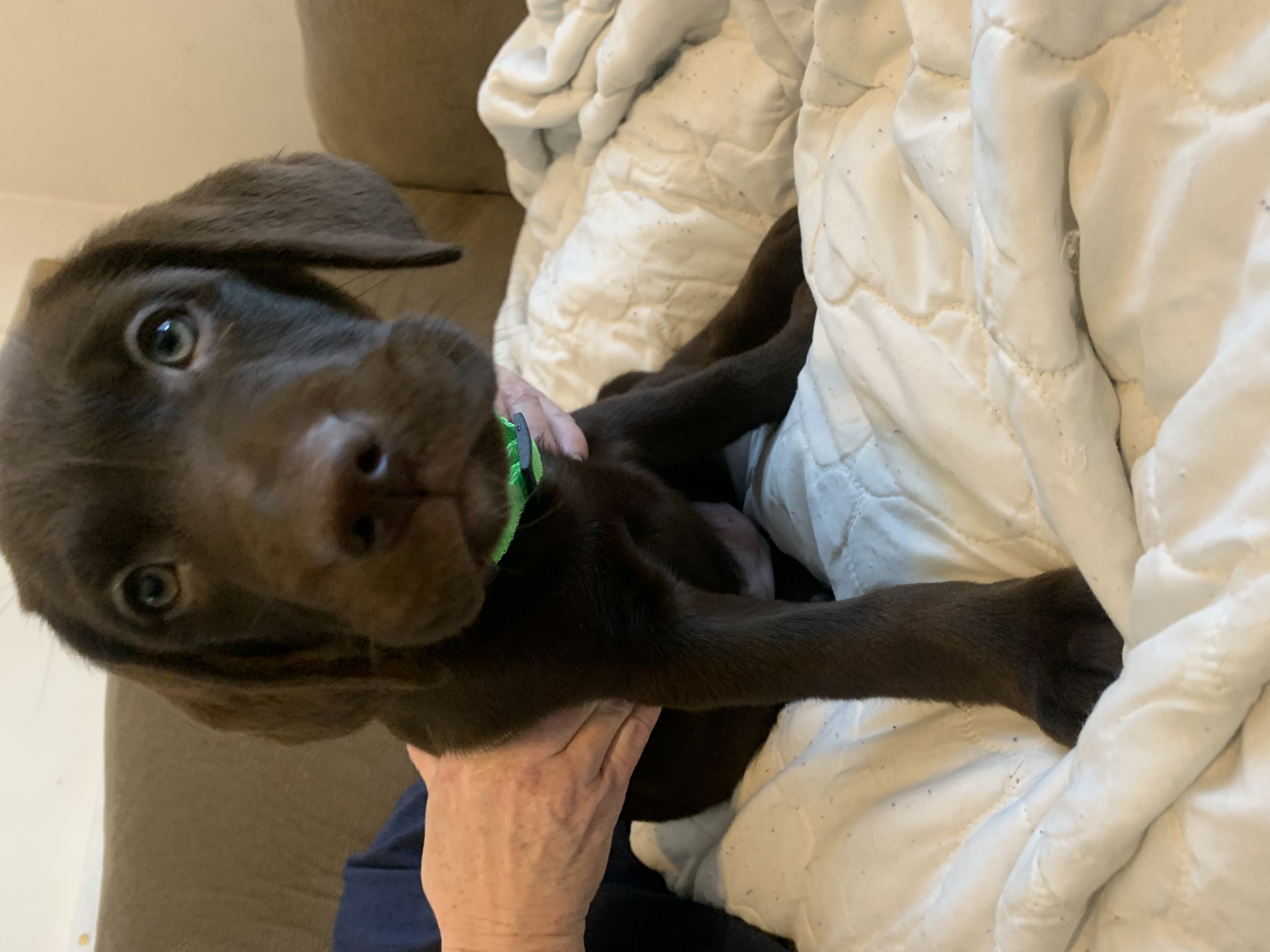 Chocolate Lab Puppies for sale