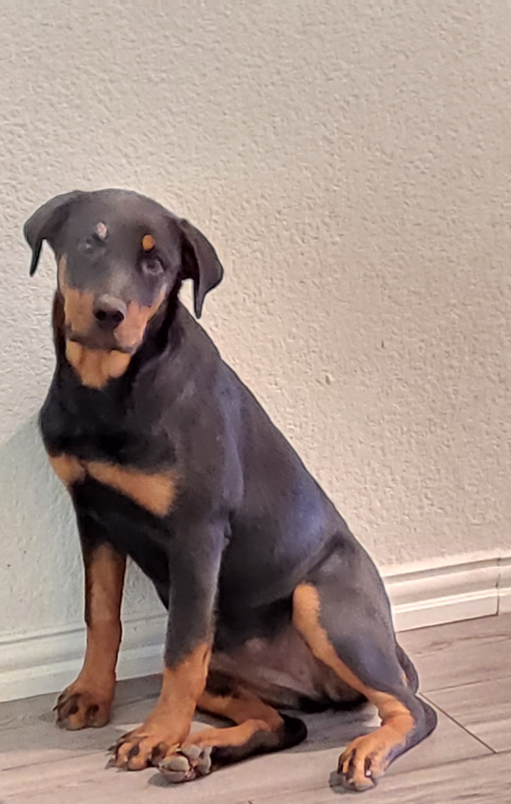 Female American Rottweiler
