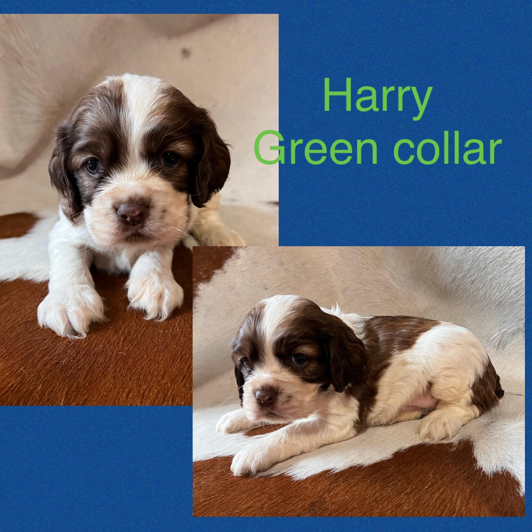 Cocker Spaniels